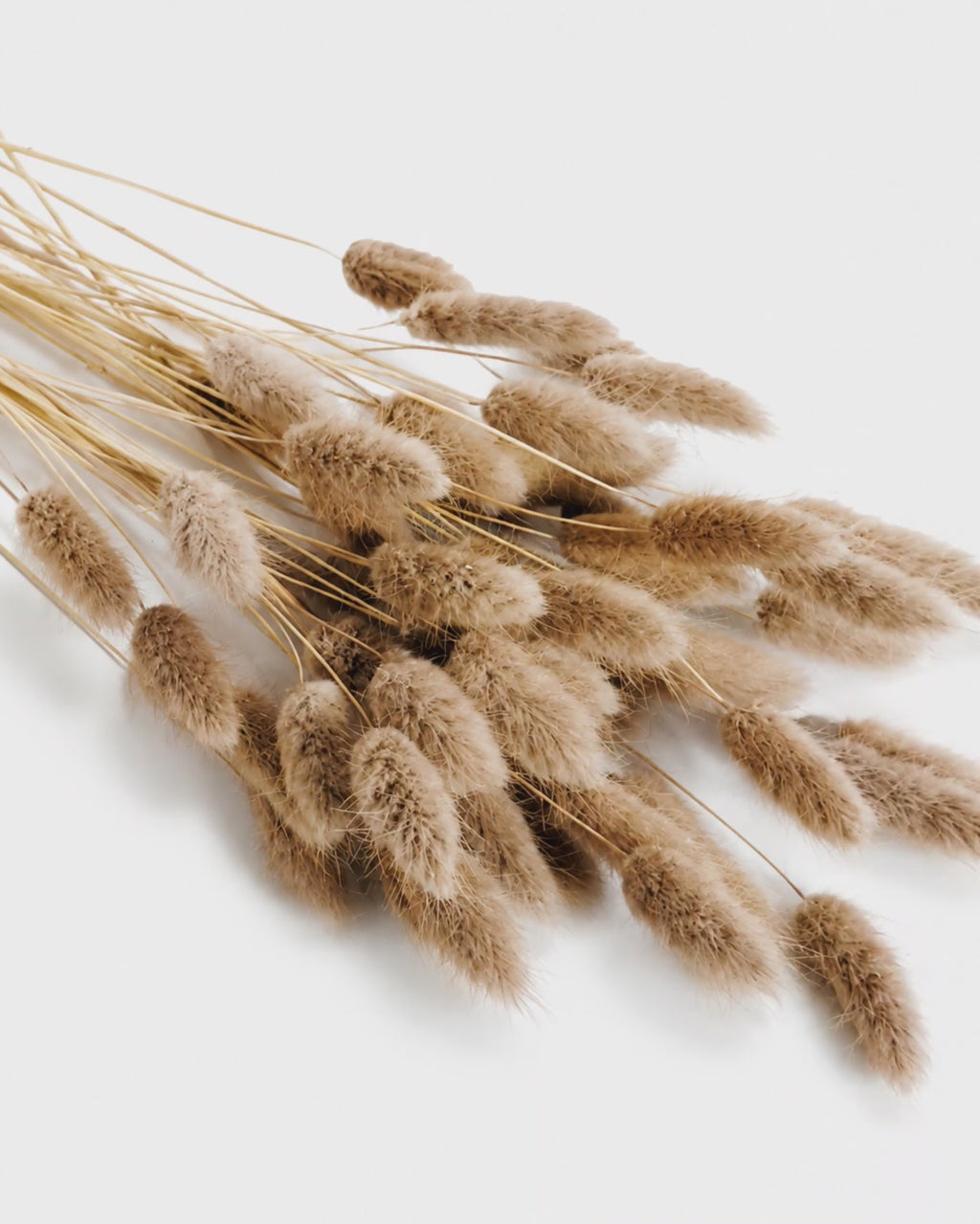 Preserved Lagurus — Caramel Brown