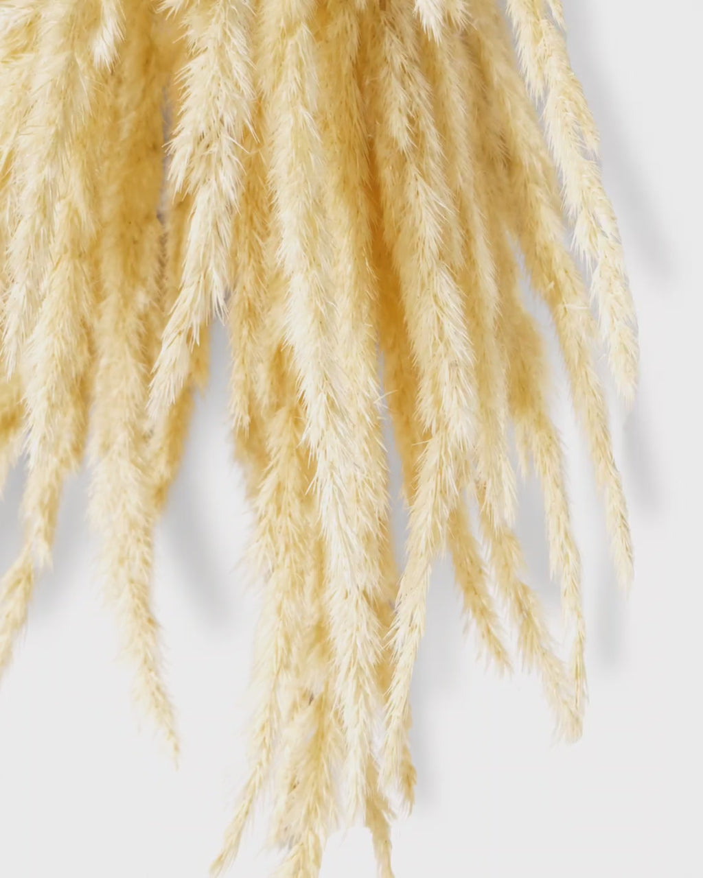 Dried Natural Beige Calamagrostis - Neutral Stems