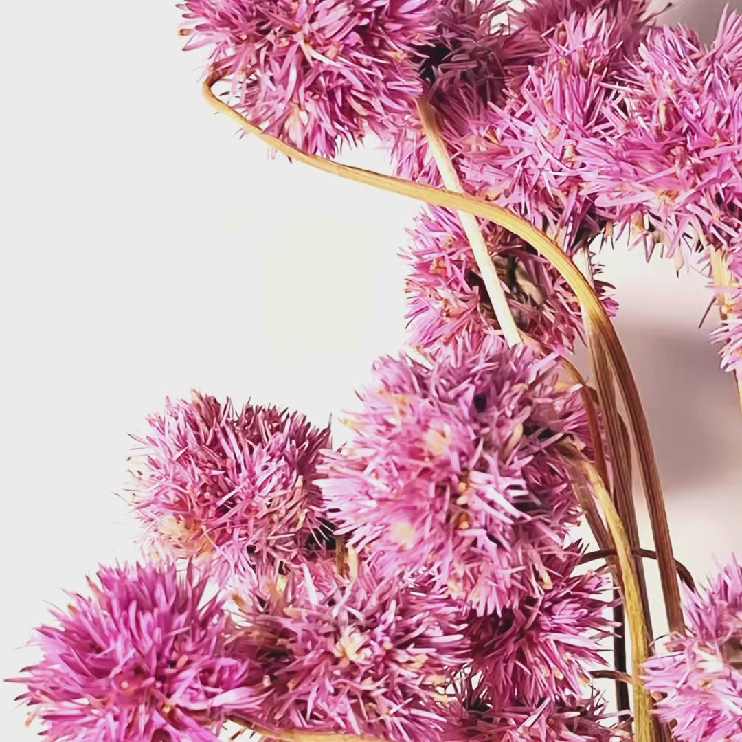 Pink Gomphrena