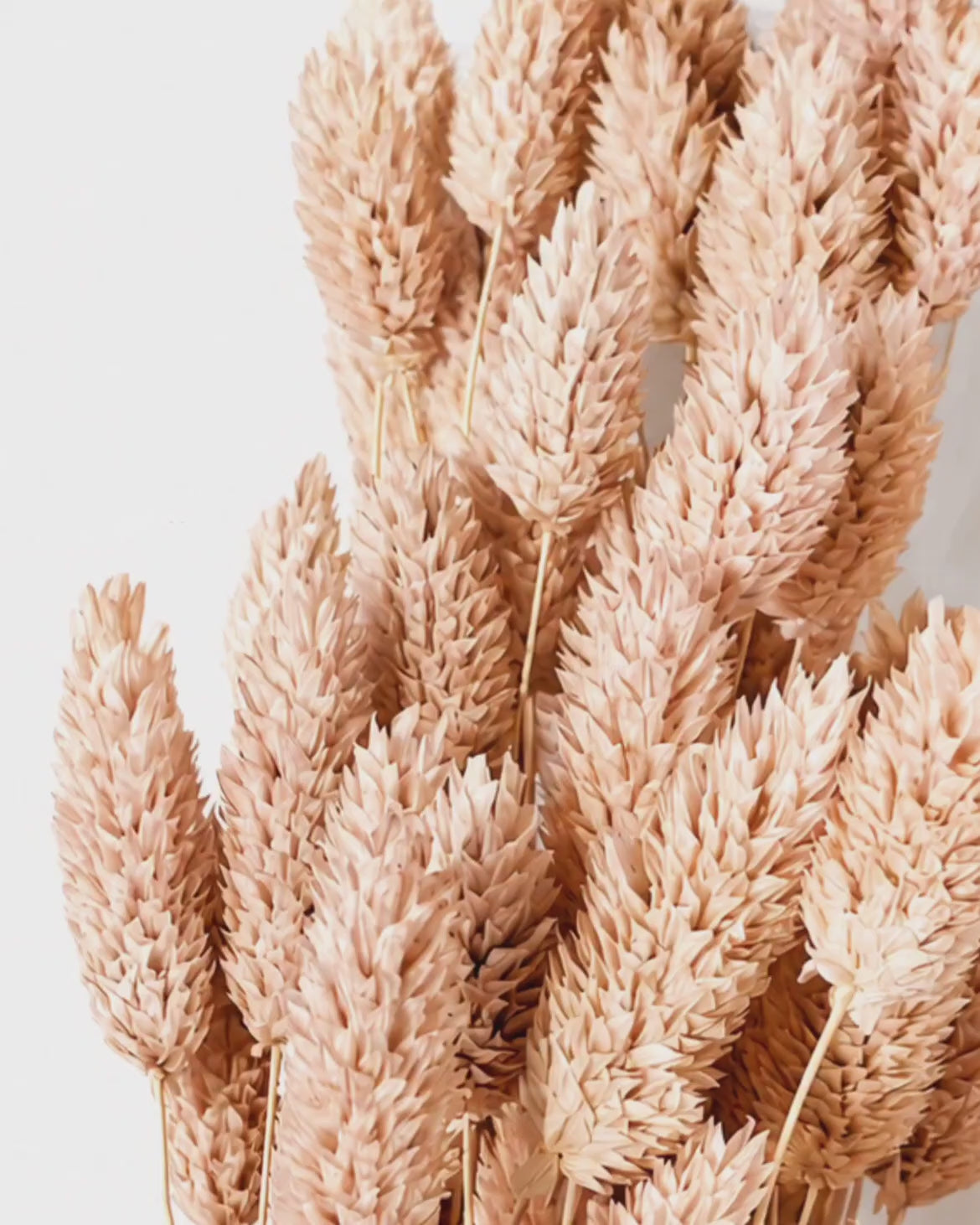 Preserved Light Peach Pink Phalaris Stems - Canary Grass