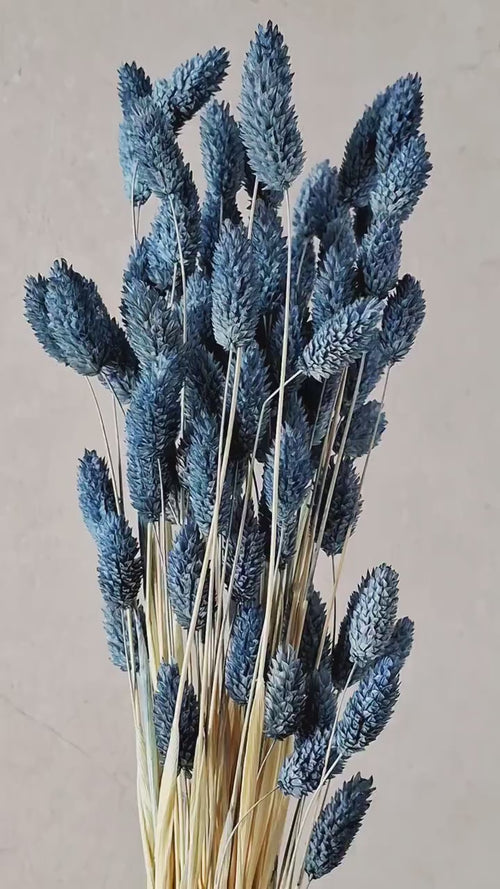 Blue Phalaris Stems | Dyed Canary Grass | Dried Flower Supply | Florist Stems | DIY Floral Craft