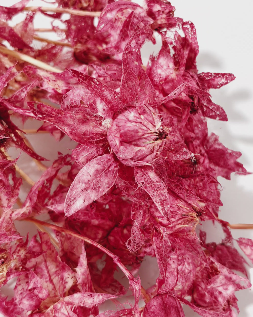 Red Safflower Stems