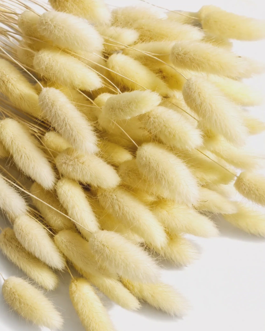 Preserved Pastel Yellow Lagurus Stems - Soft Bunny Tails