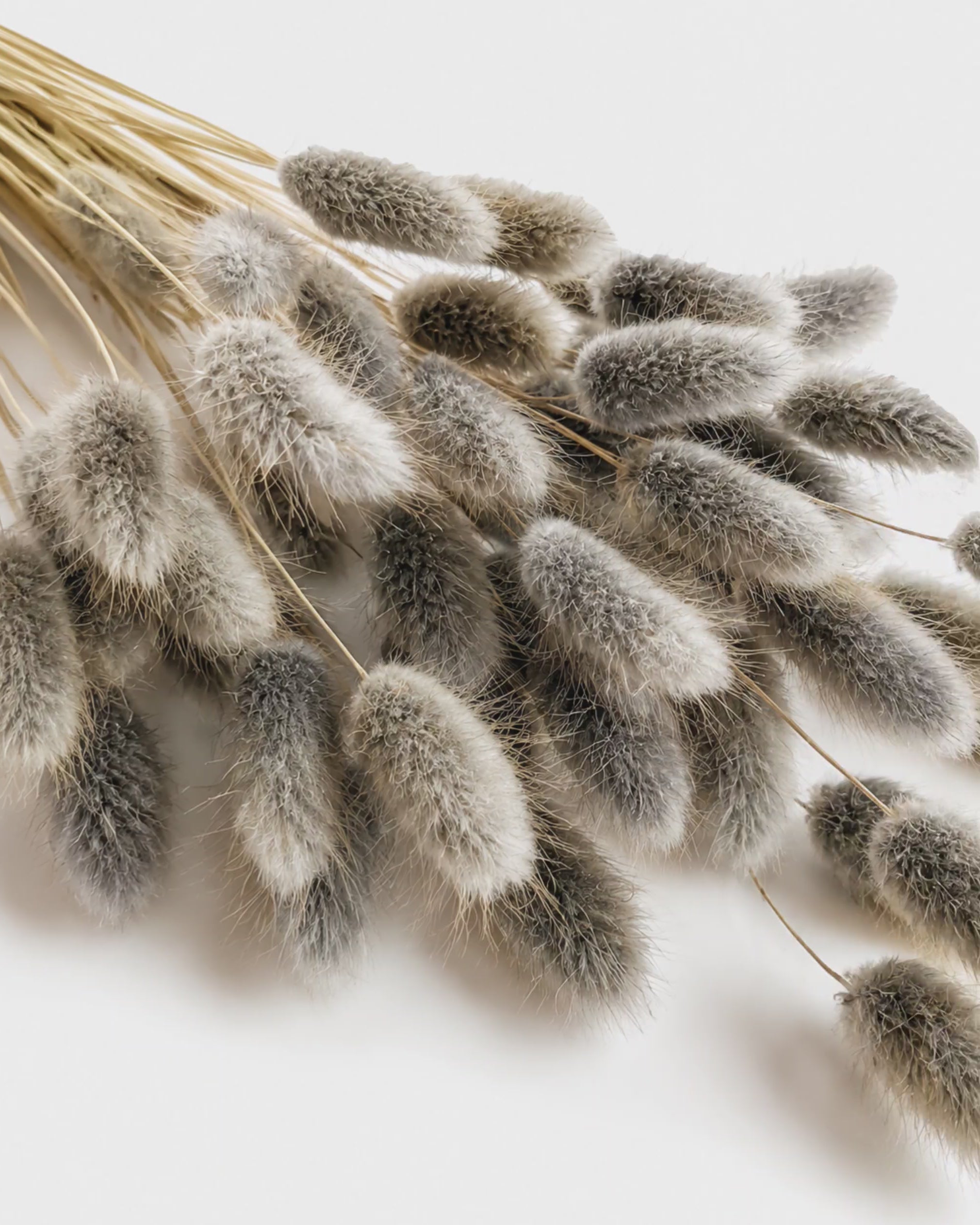 Preserved Dark Grey Lagurus Stems - Soft Ash Bunny Tails