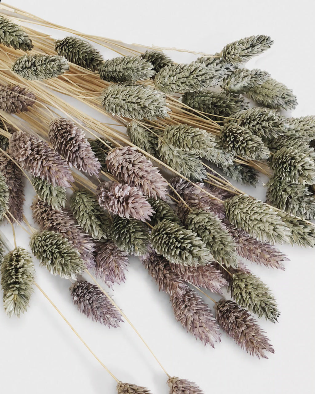 Grey Phalaris Stems, Dark Grey & Lavender Canary Grass Bunch