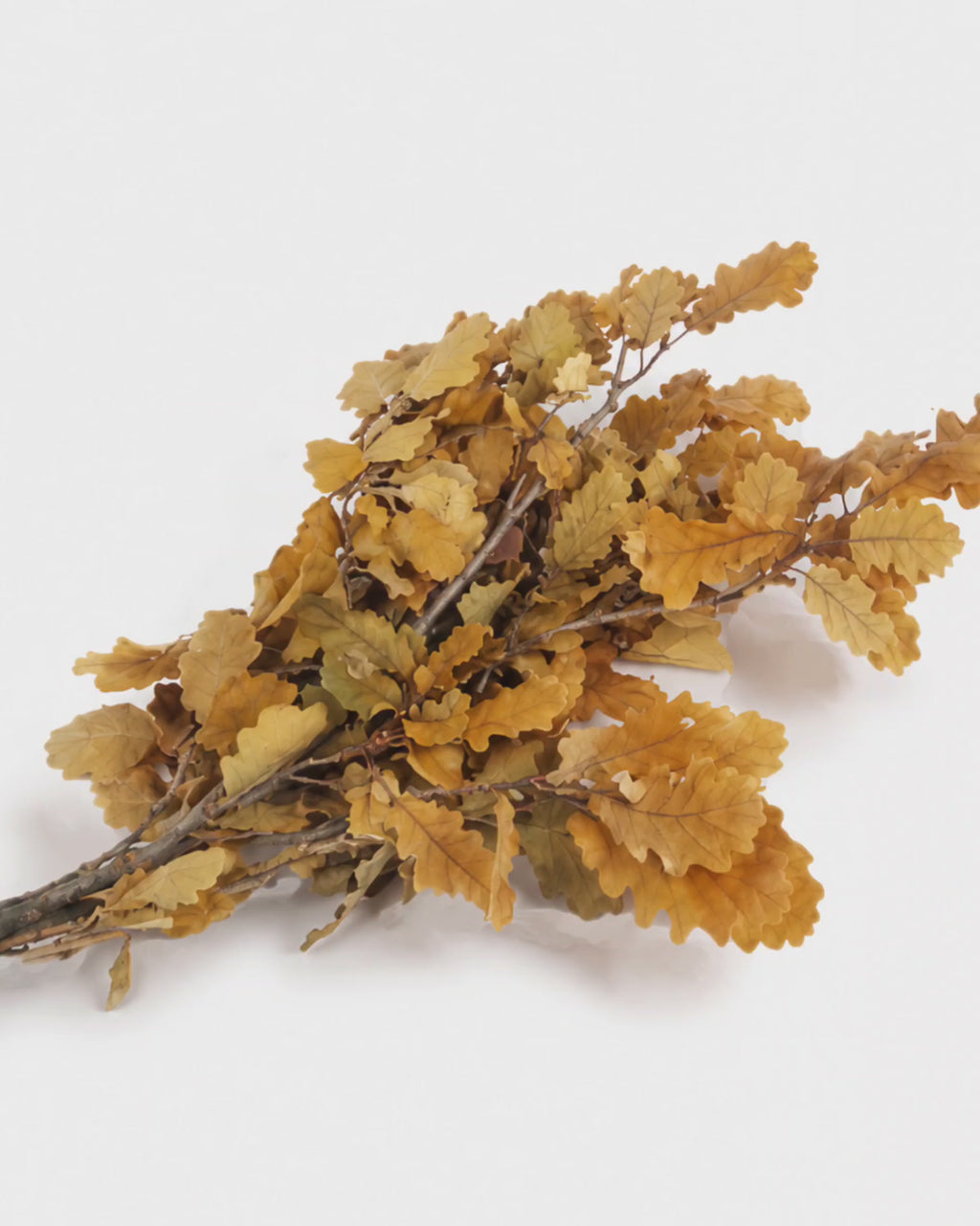 Preserved Reindeer Moss 100g-130g - Light Grass Green Botanical Supply