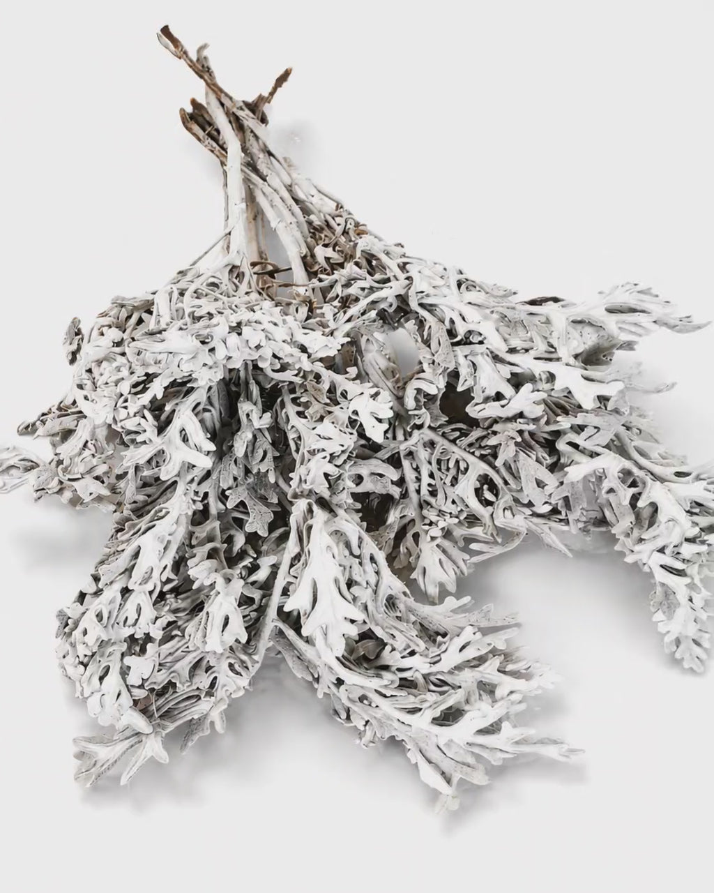 Silver Cineraria Stems