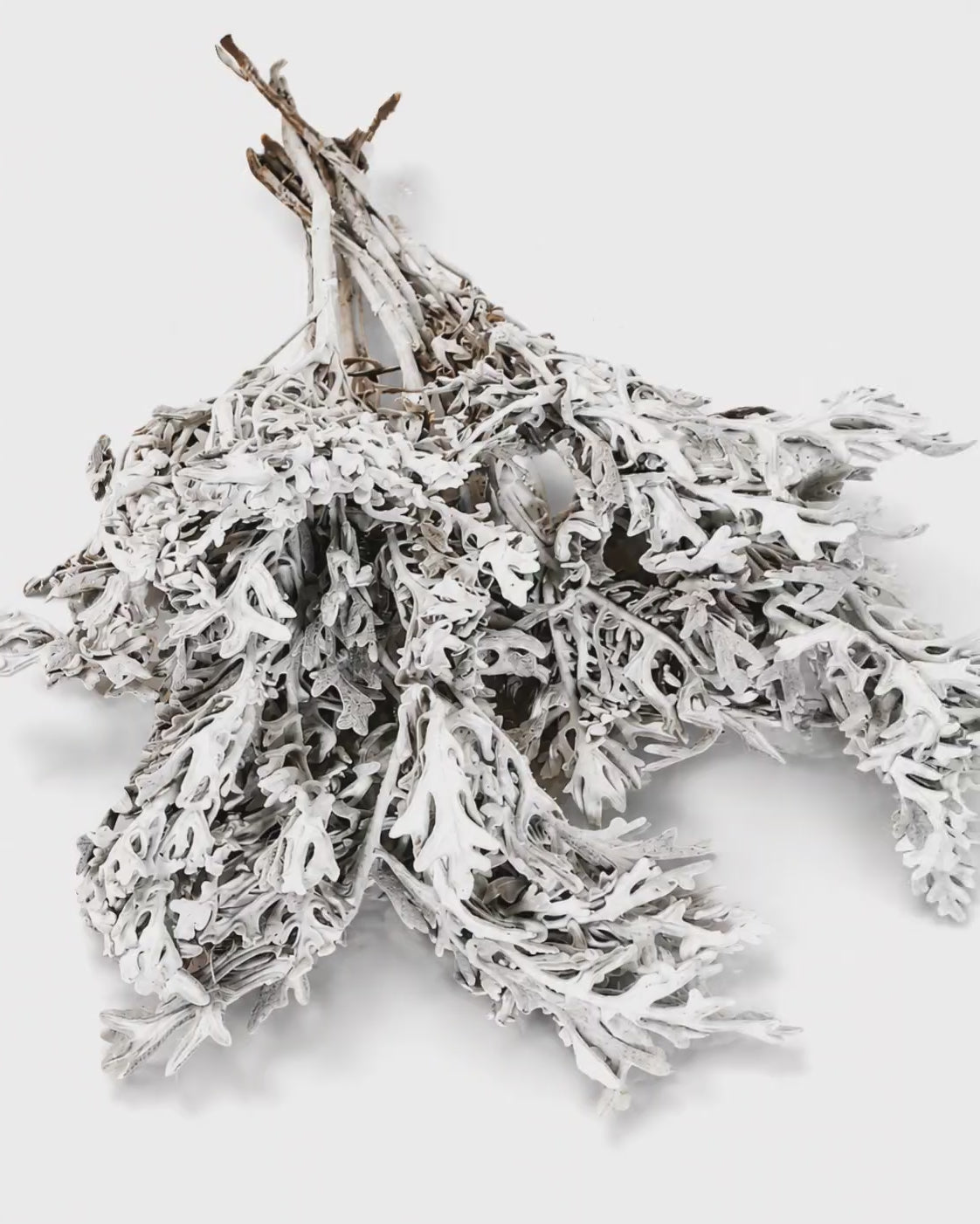 Silver Cineraria Stems