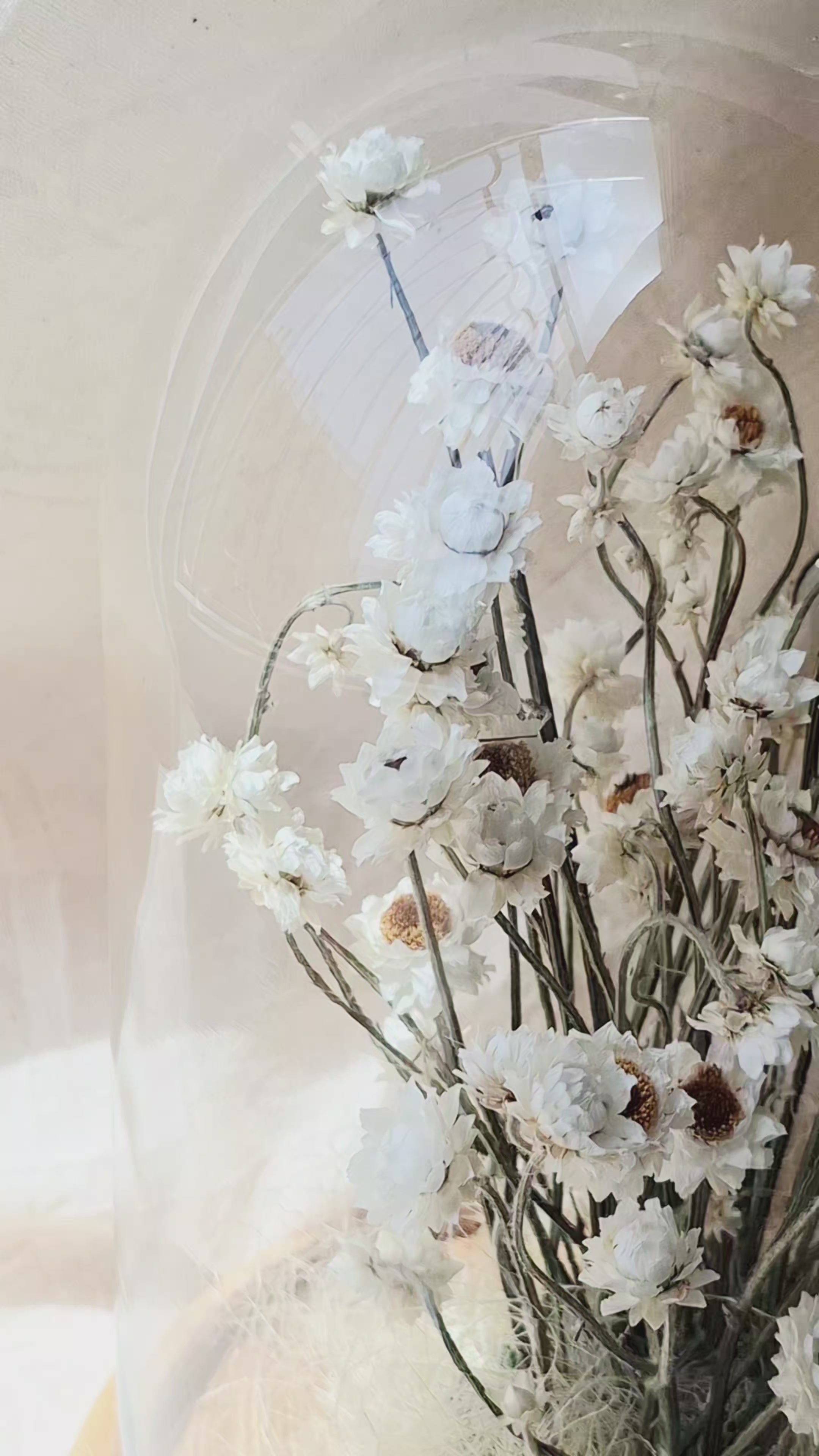 White Preserved Ammobium Under Glass Dome