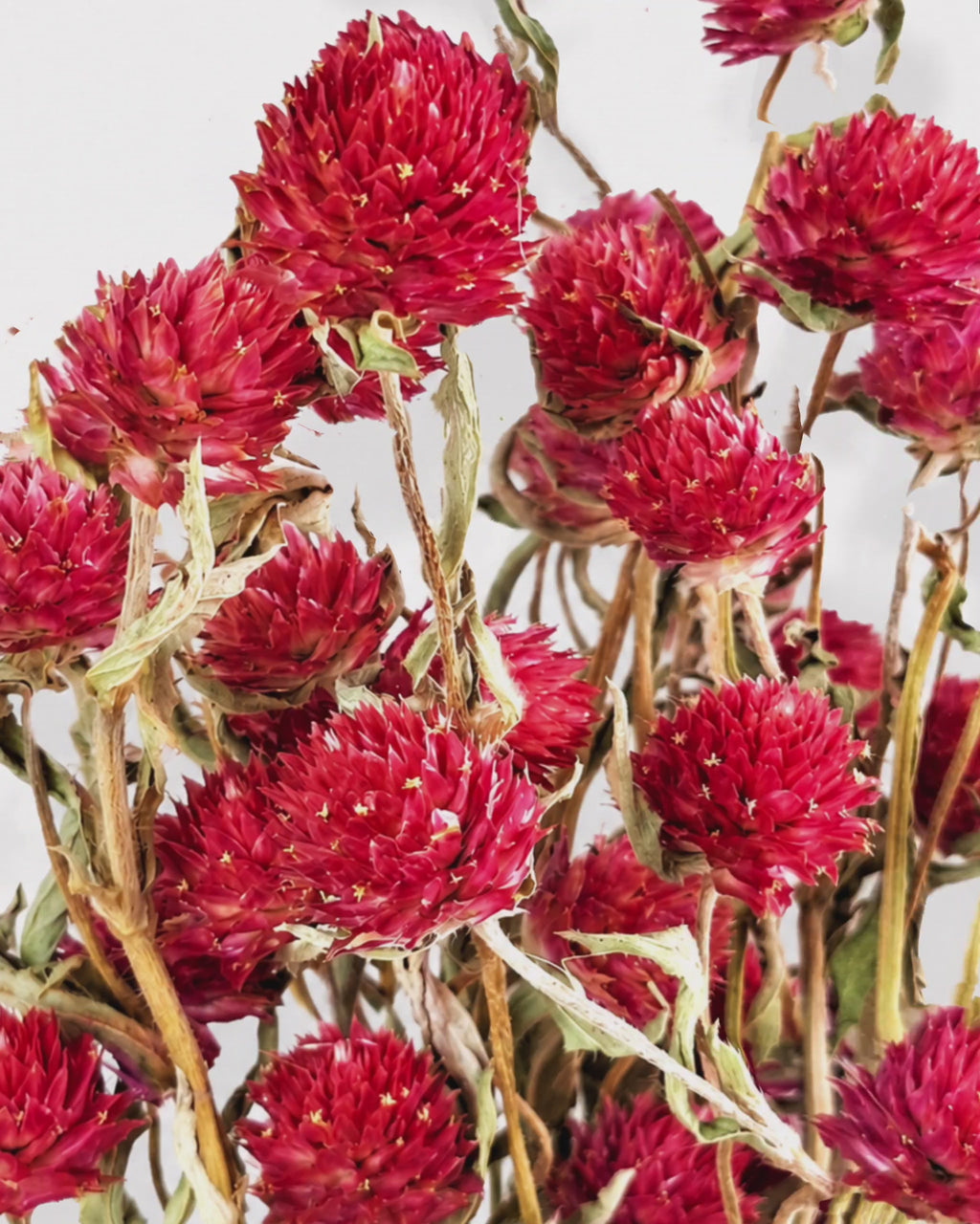Red Dried Gomphrena Stems