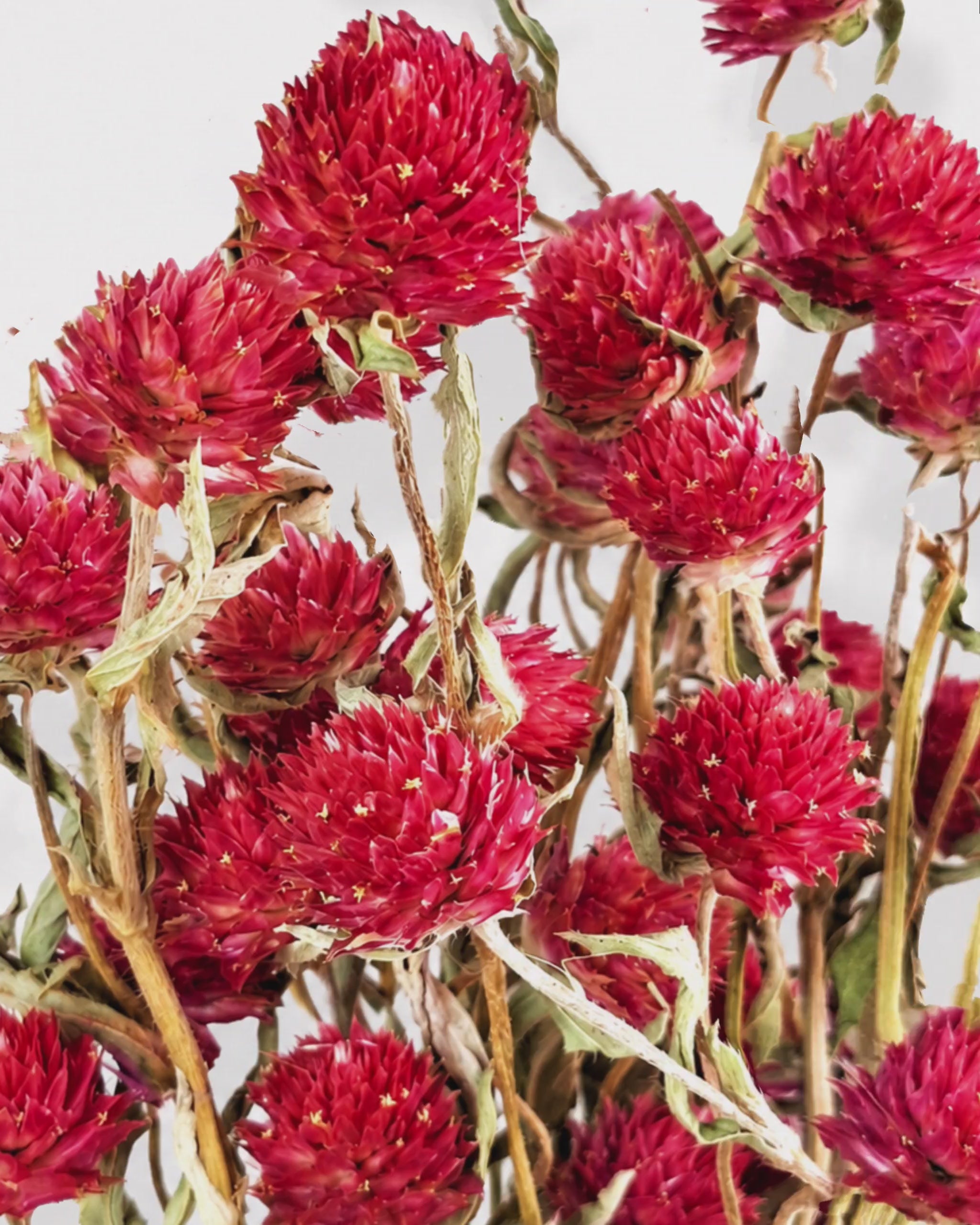 Red Dried Gomphrena Stems