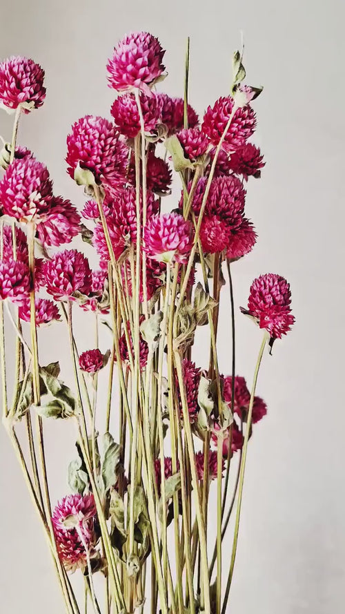 Bright Pink Dried Gomphrena Bouquet,  Preserved Flowers, Natural Home Decor, Boho Minimalist Floral Arrangement, Ready to Ship