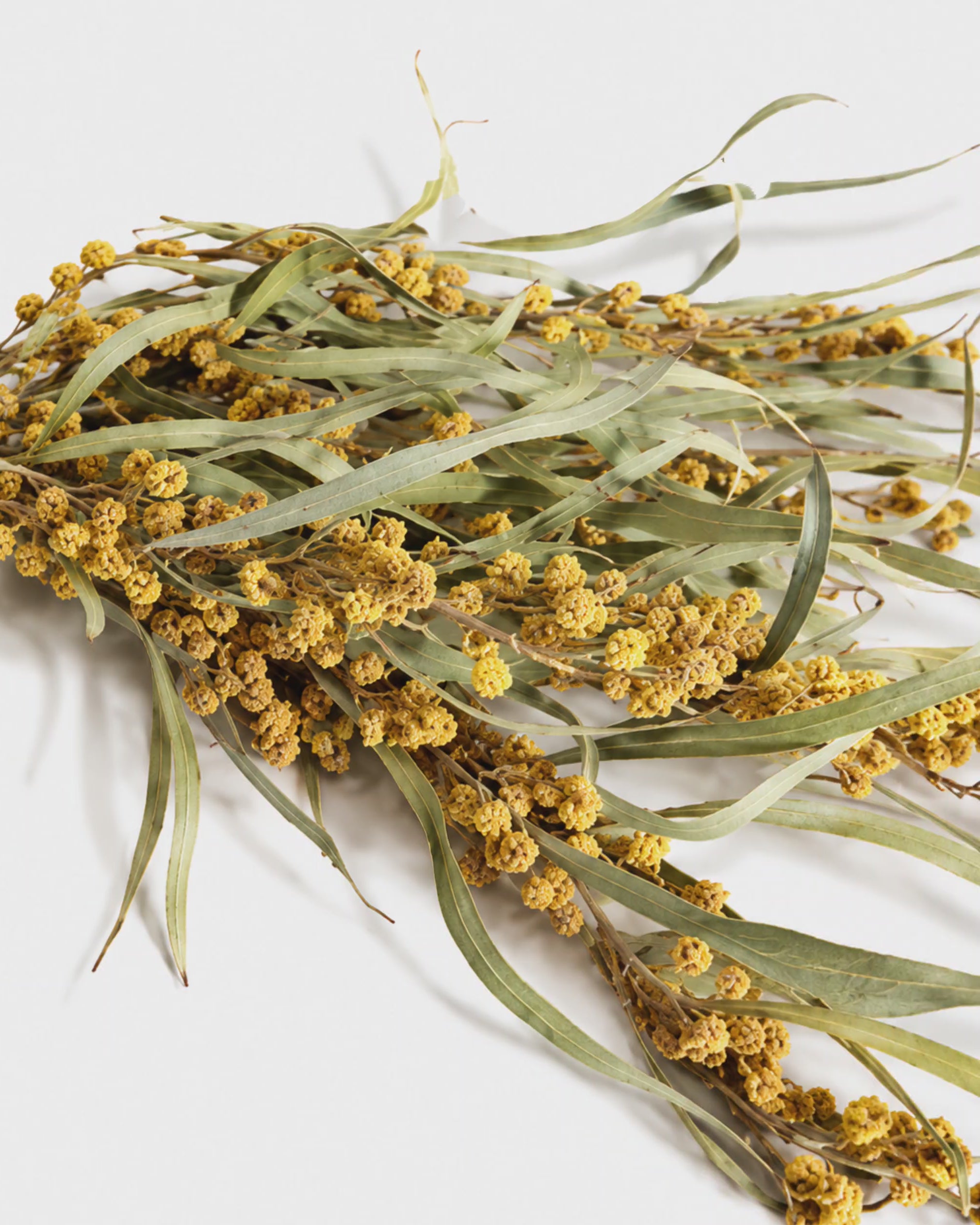 Natural Dried Yellow Mimosa Stems - Acacia Foliage
