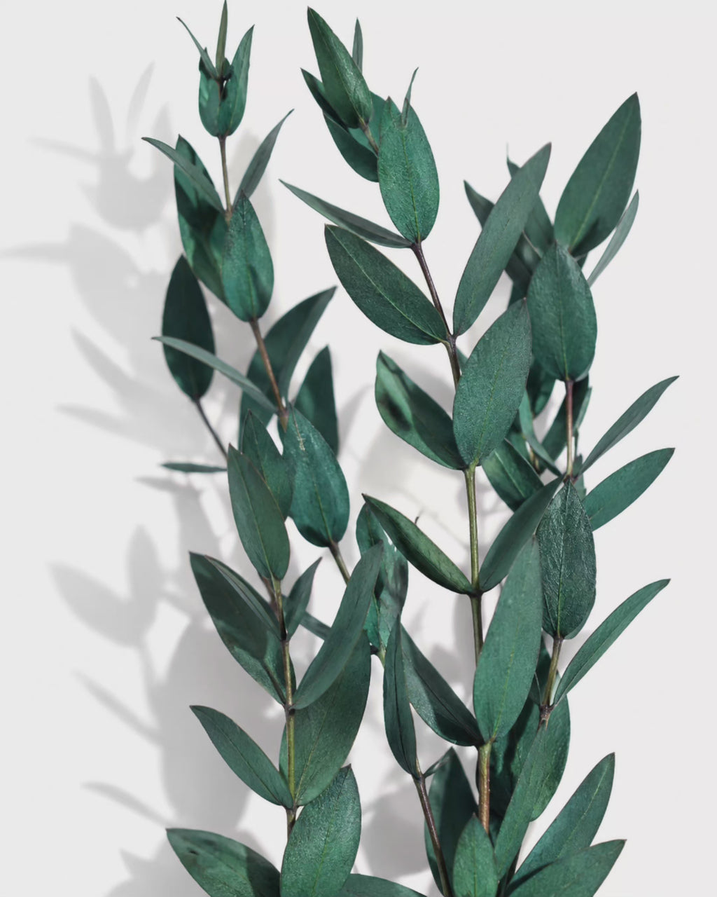 Preserved Greenery Bundle