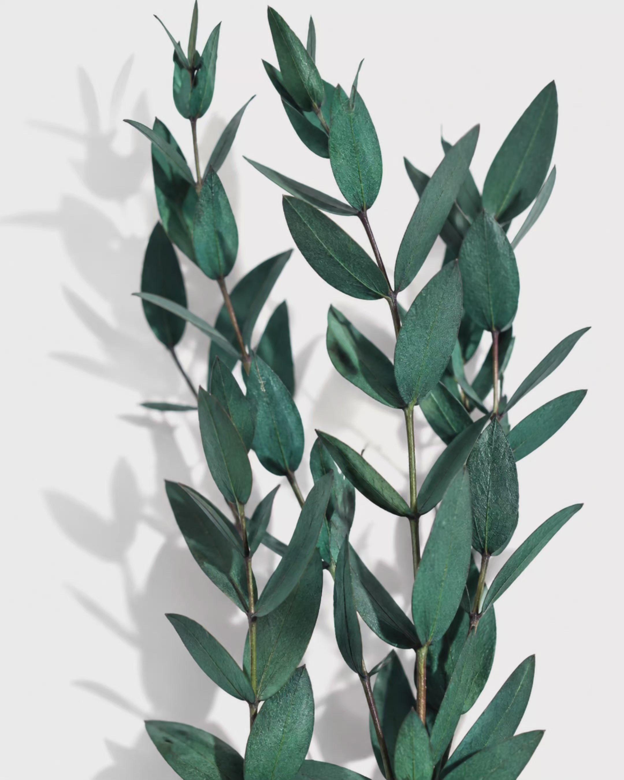 Preserved Greenery Bundle