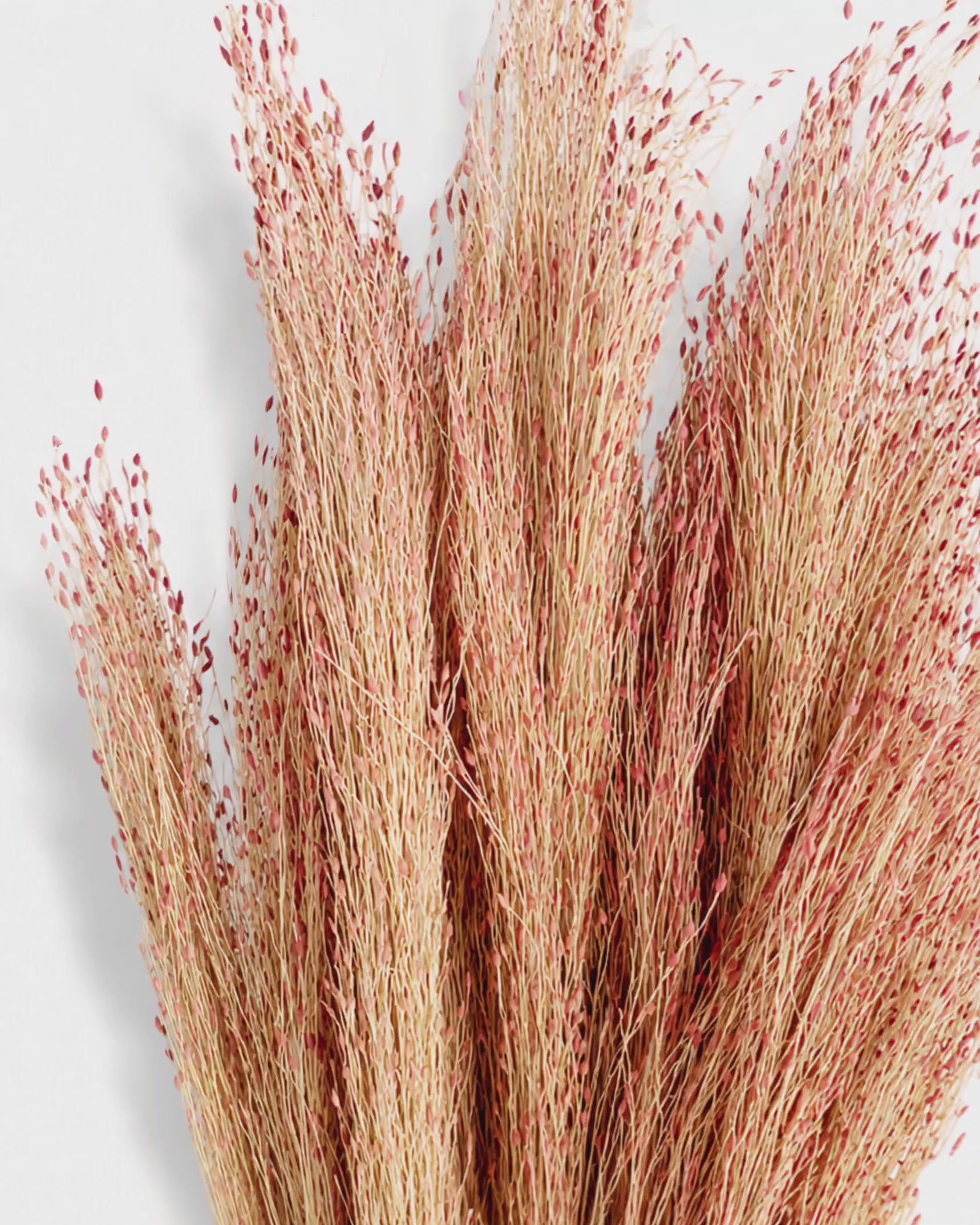 Dried Red Panicum Grass Stems - Warm Beige Tint