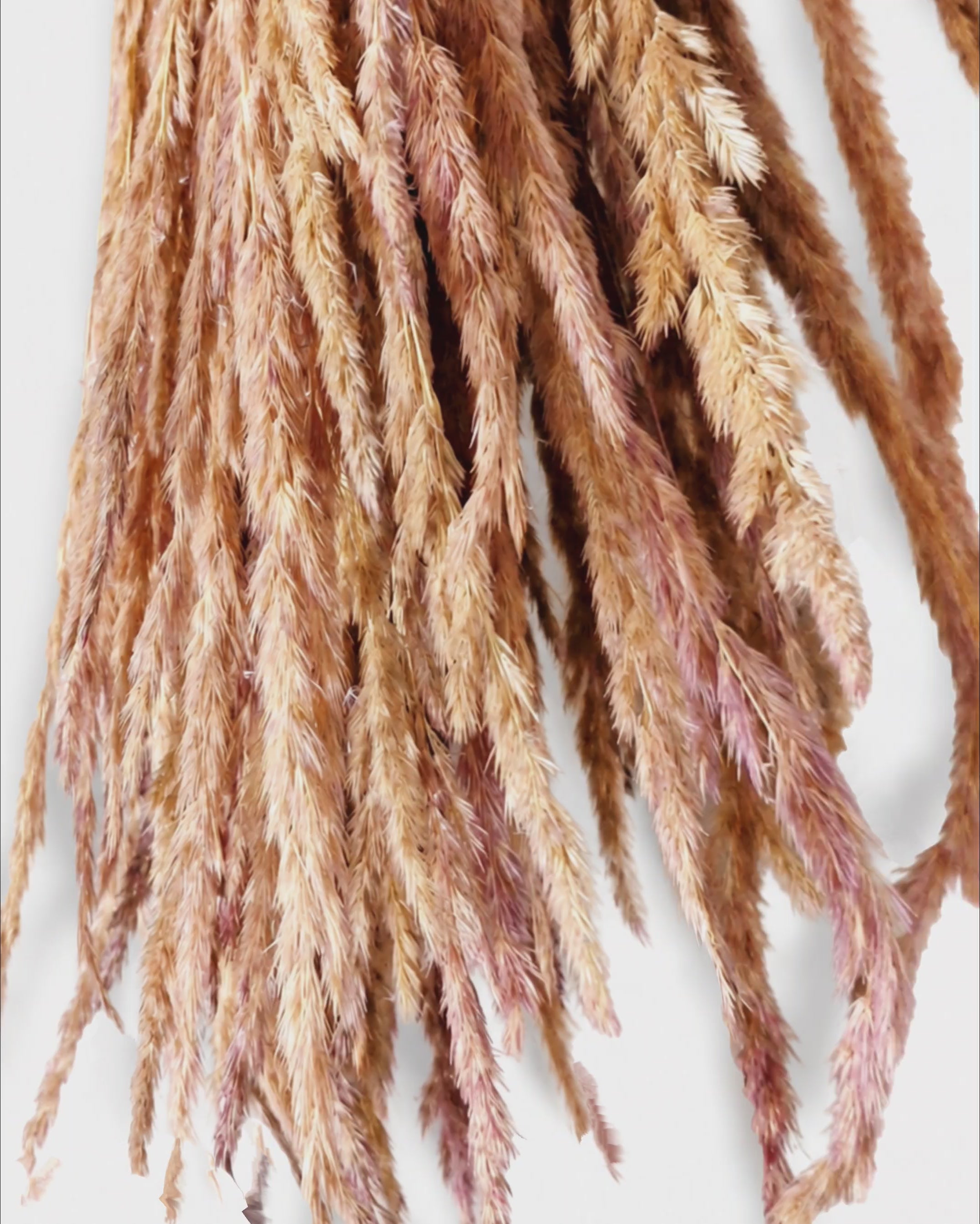 Beige Pink Calamagrostis Stems