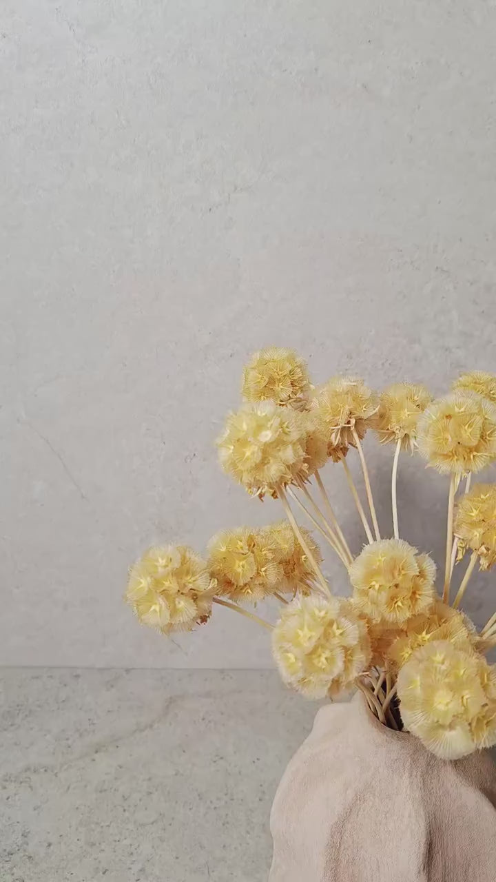 Dried Scabiosa Pods Stems | Natural Beige Dried Flowers | Floral Supply | Florist Material | DIY Craft Flowers