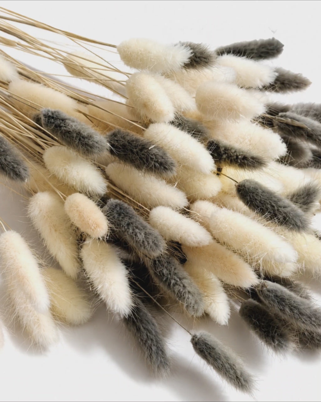 Bleached White and Ash Grey Lagurus Stems, Dried Bunny Tails