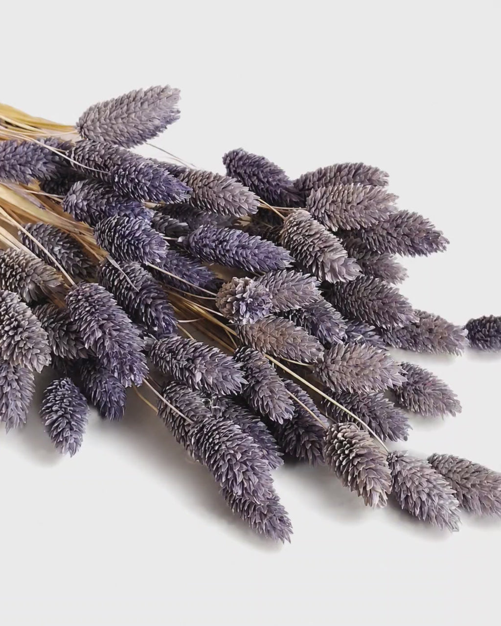 Lavender Phalaris Stems, Dusty Purple Canary Grass Bunch