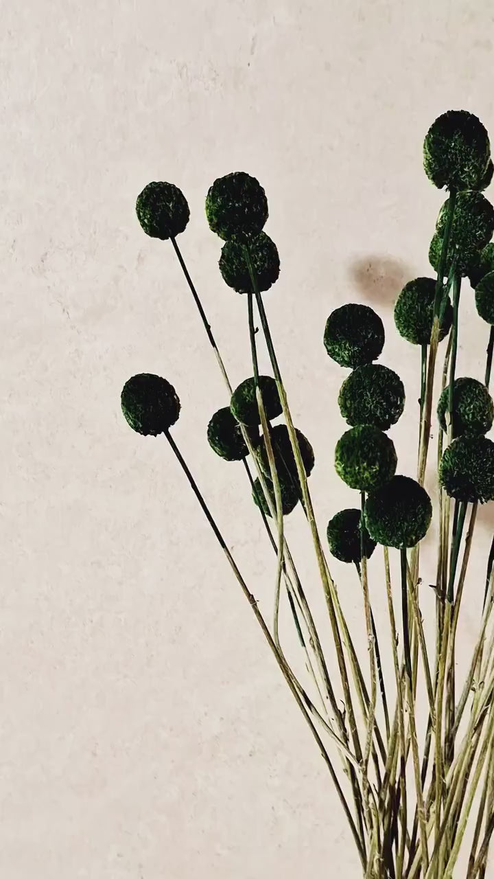 Dried Craspedia Stems Dark Green Billy Buttons | Dyed Dried Flowers | Floristry Supply | DIY Craft Flowers | 15 Stems
