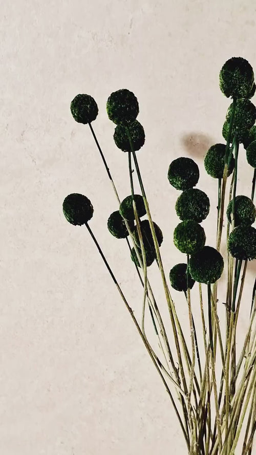 Dried Craspedia Stems Dark Green Billy Buttons | Dyed Dried Flowers | Floristry Supply | DIY Craft Flowers | 15 Stems