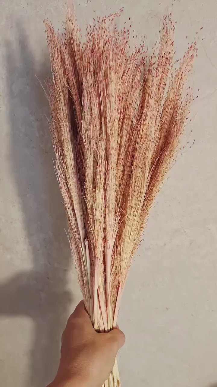 Red Panicum Dried Grass Stems | Natural Airy Pampas Alternative | Floral Supply | Botanical Stems