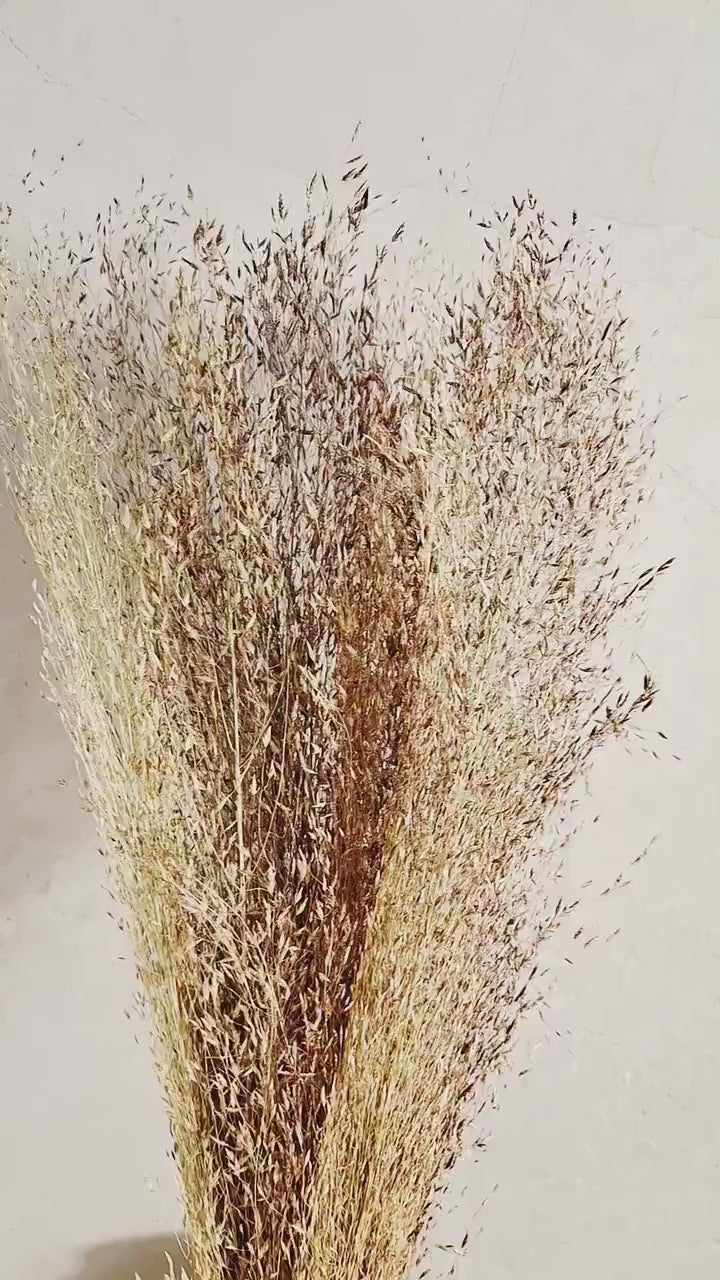 Tall Rice Grass Stems | Natural Beige Dried Grass | Florist Supply | Botanical Material | DIY Floral Craft