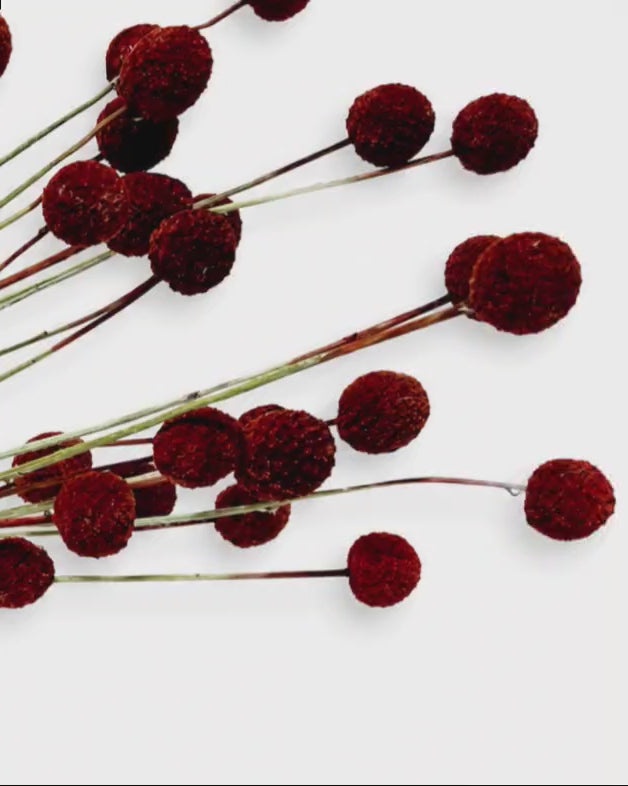 Dark Red Craspedia Stems