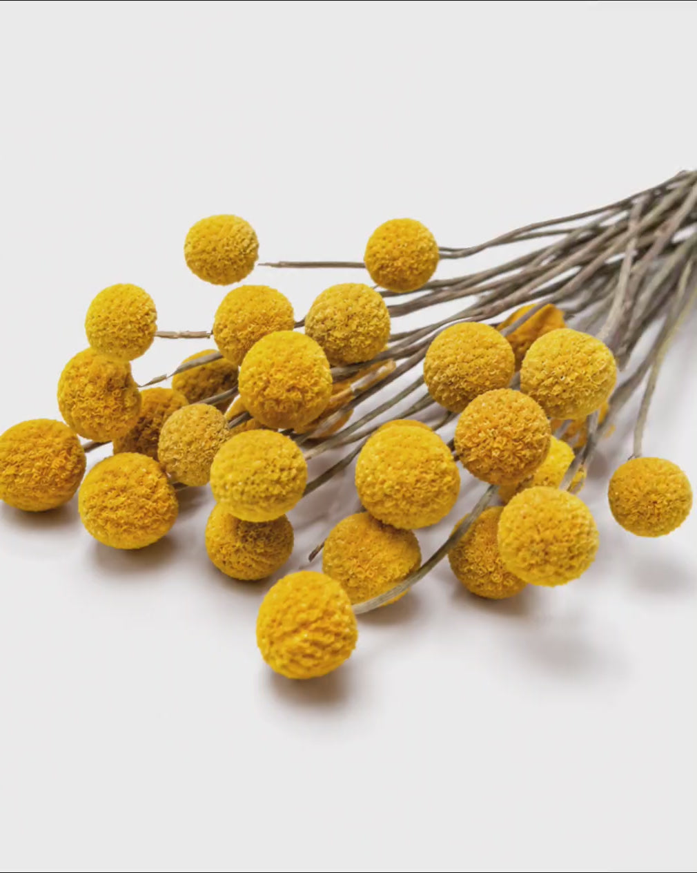 Craspedia Dried Flower Bouquet