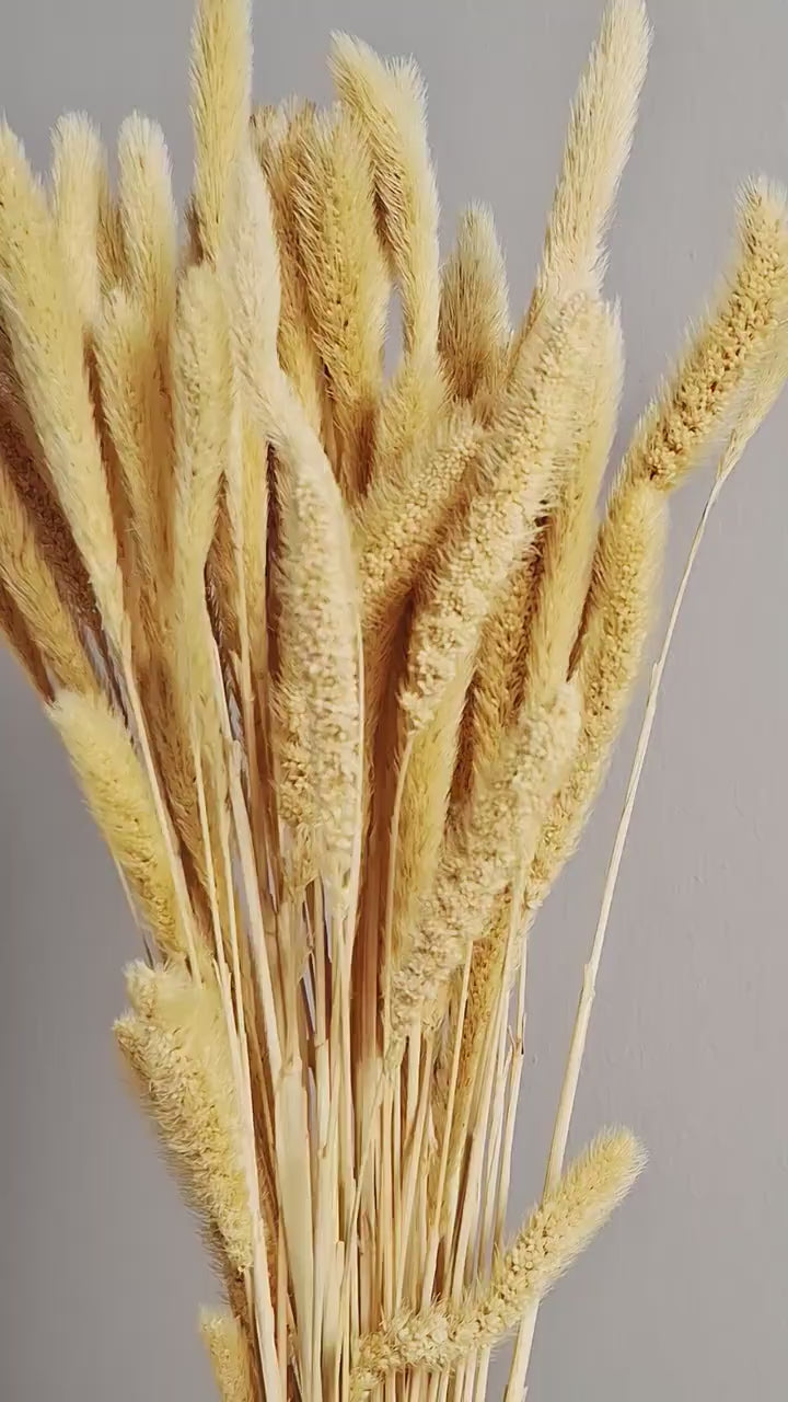 Natural Dried Setaria Grass Stems | Beige Dried Grass | Floral Supply | Florist Material | DIY Floral Craft