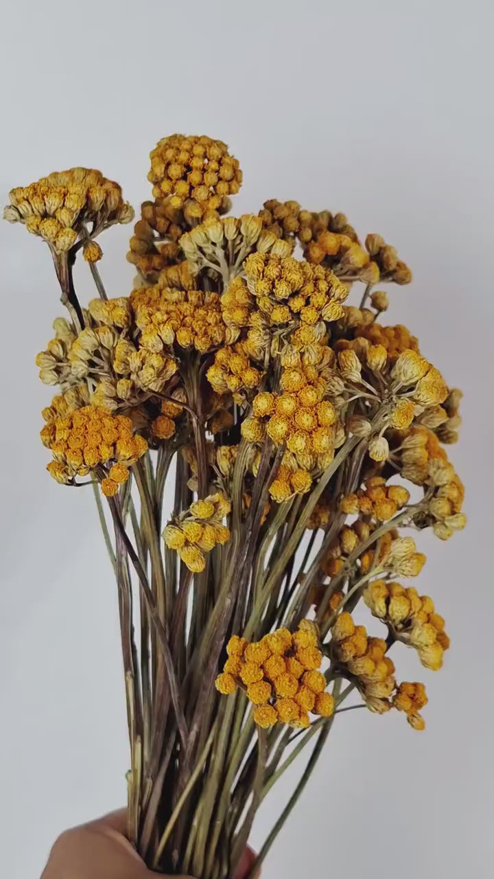 Dried Lonas Inodora Flowers Yellow | Everlasting Flowers | Floral Supply | Botanical Stems