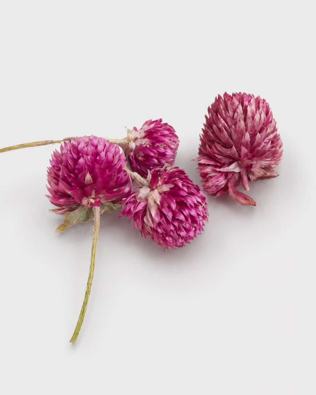 Dried Pink Gomphrena Flower Heads - 50 Globe Amaranth