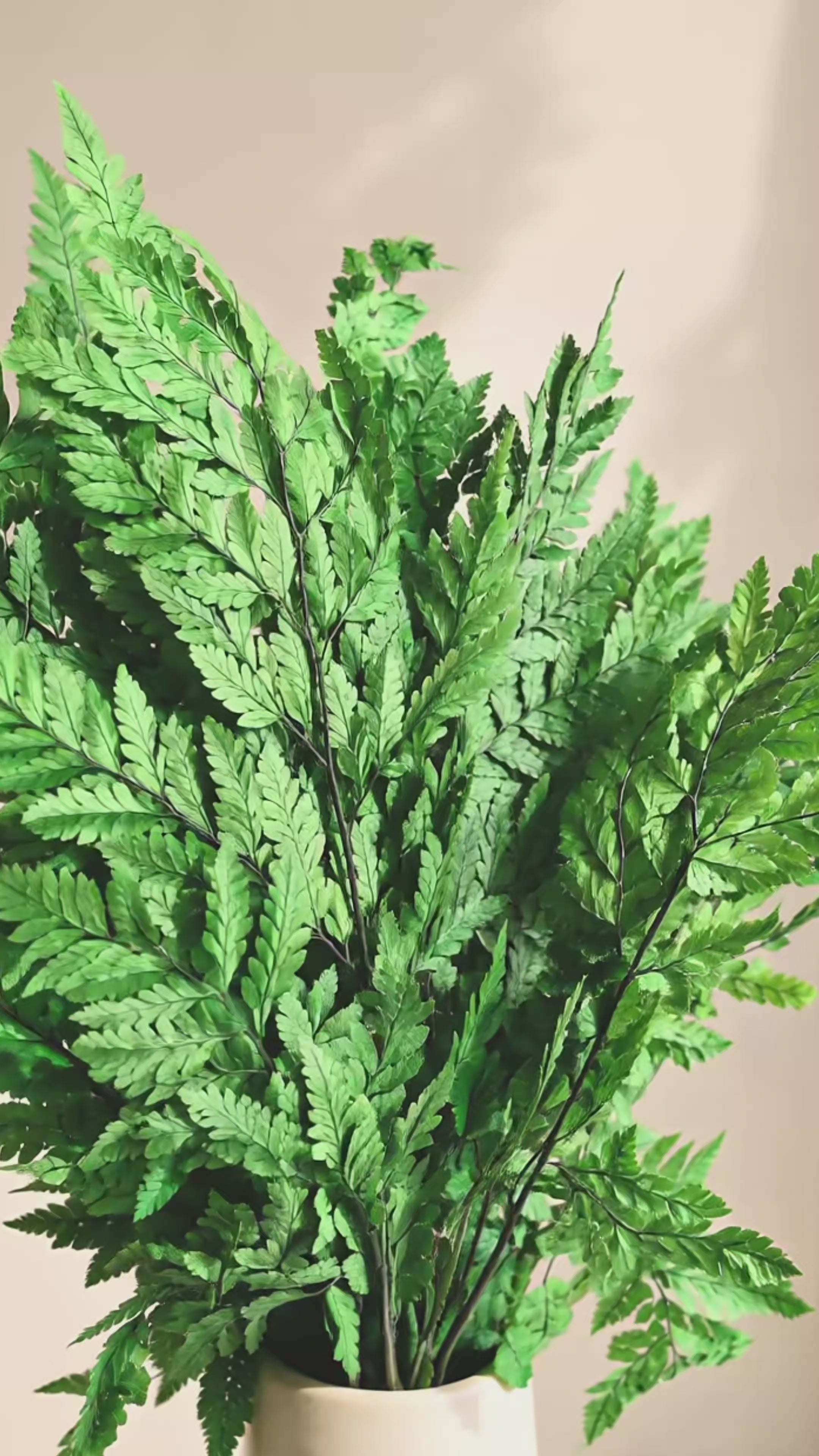 Dried Leatherleaf Fern
