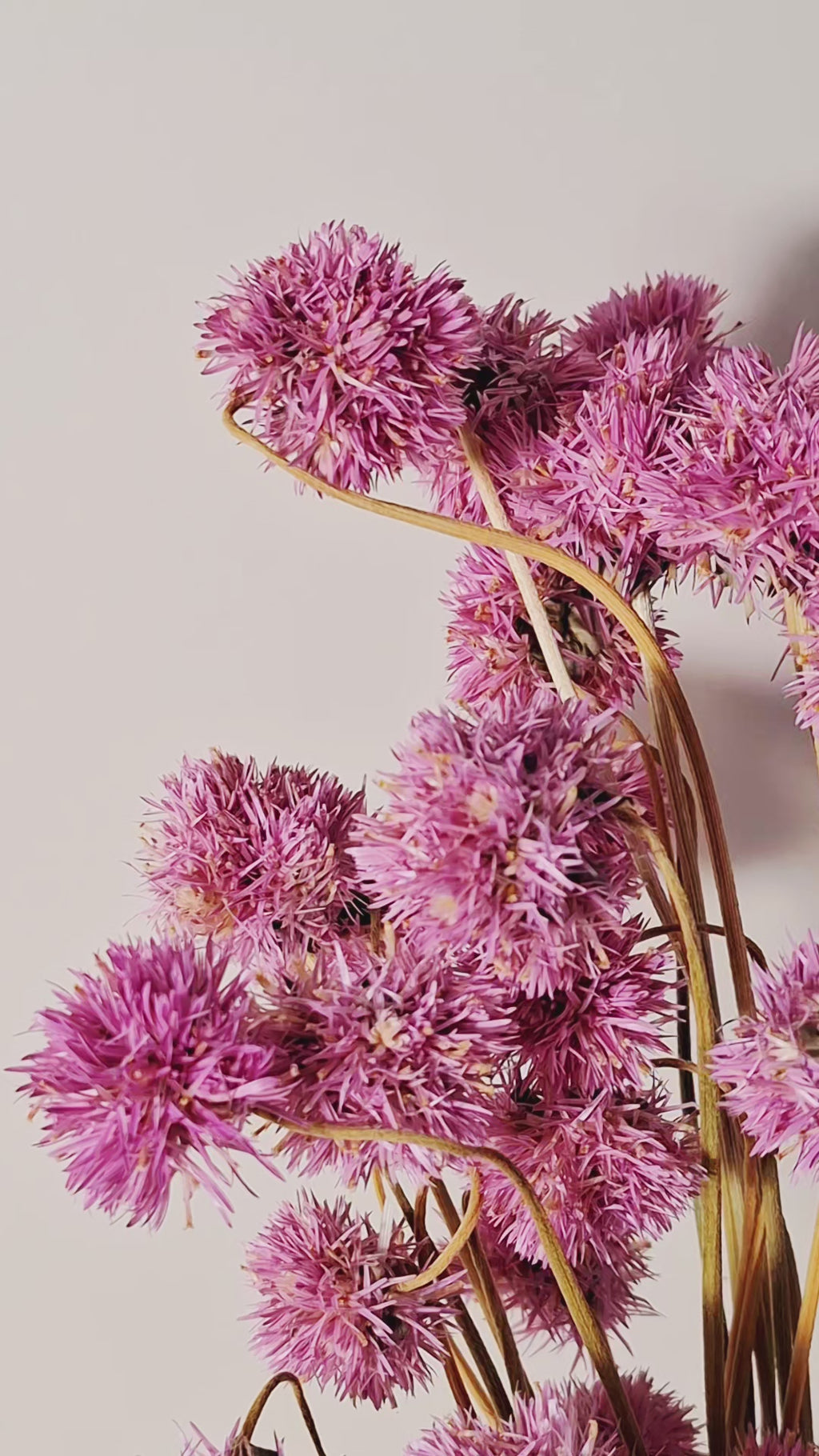 Pink Gomphrena Dried Flower Bouquet