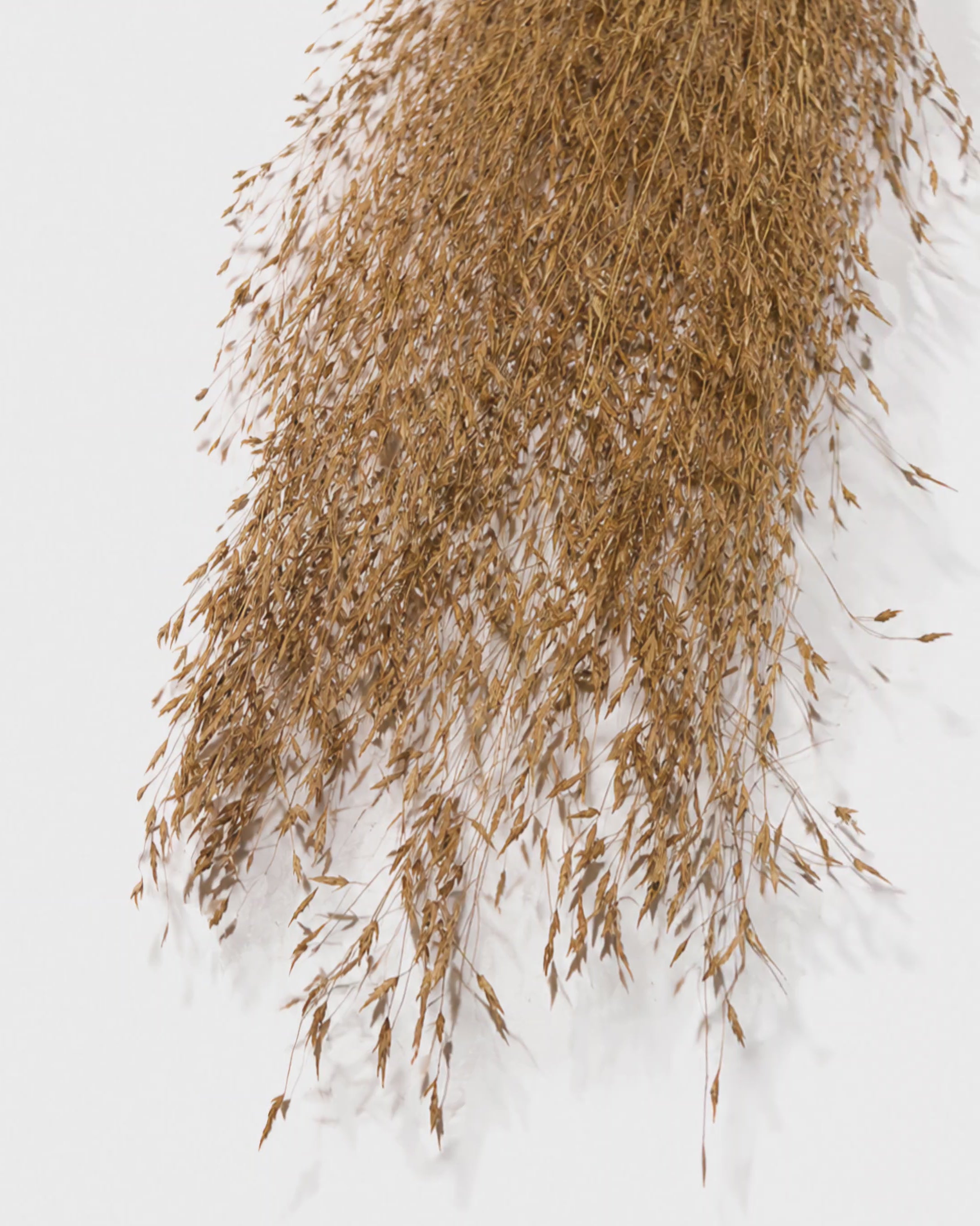 Tall Dried Rice Grass Bundle - Beige Natural Grass Stems
