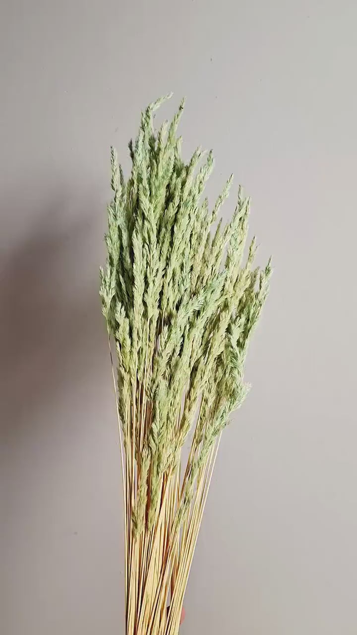 Dried Calamagrostis Stems Light Green | Natural Dried Grass | Florist Supplies | Preserved Botanicals