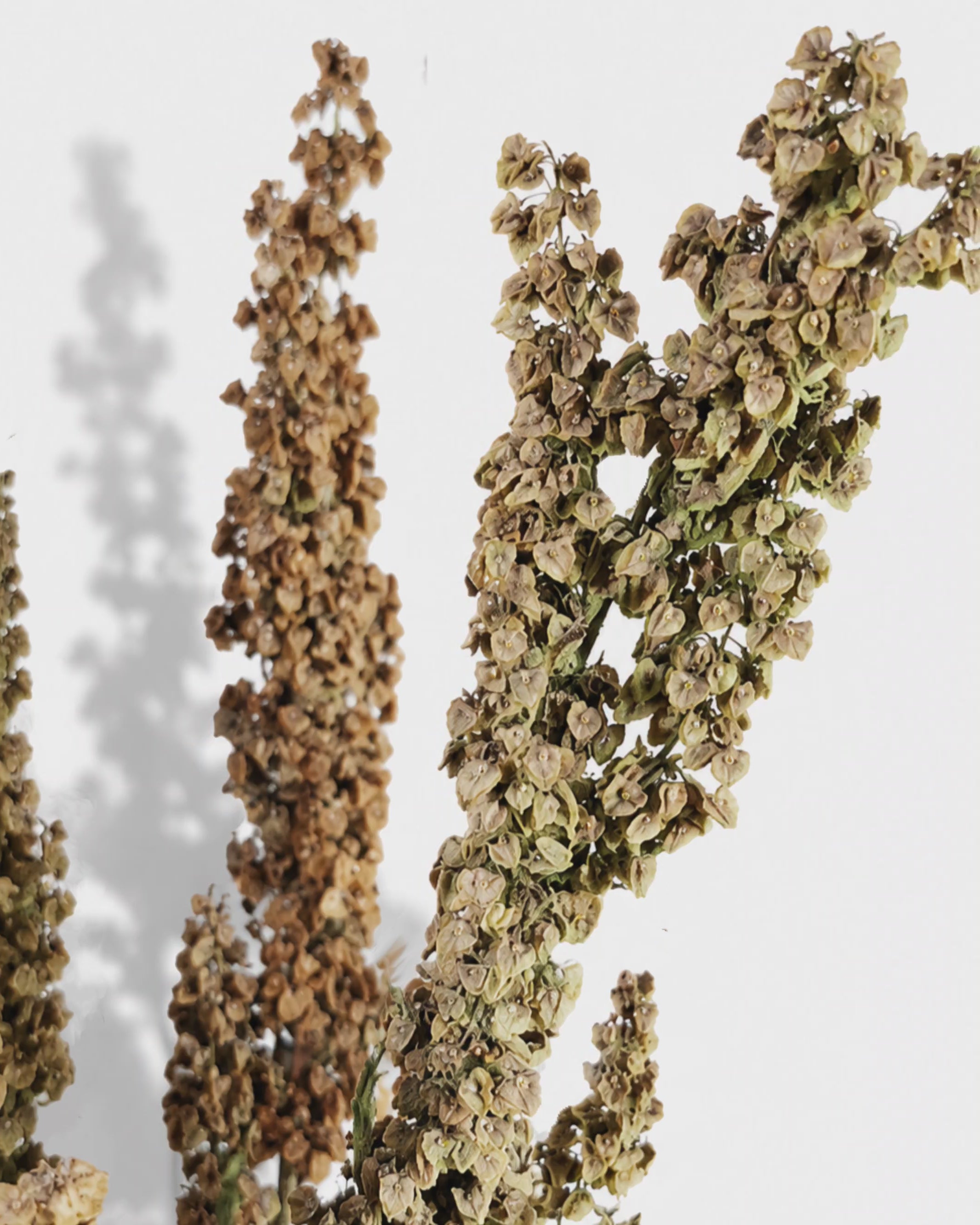 Neutral Dried Flower Bouquet