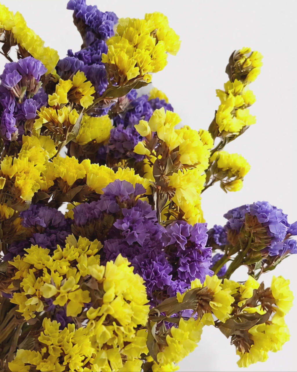 Natural Dried Yellow and Blue Statice
