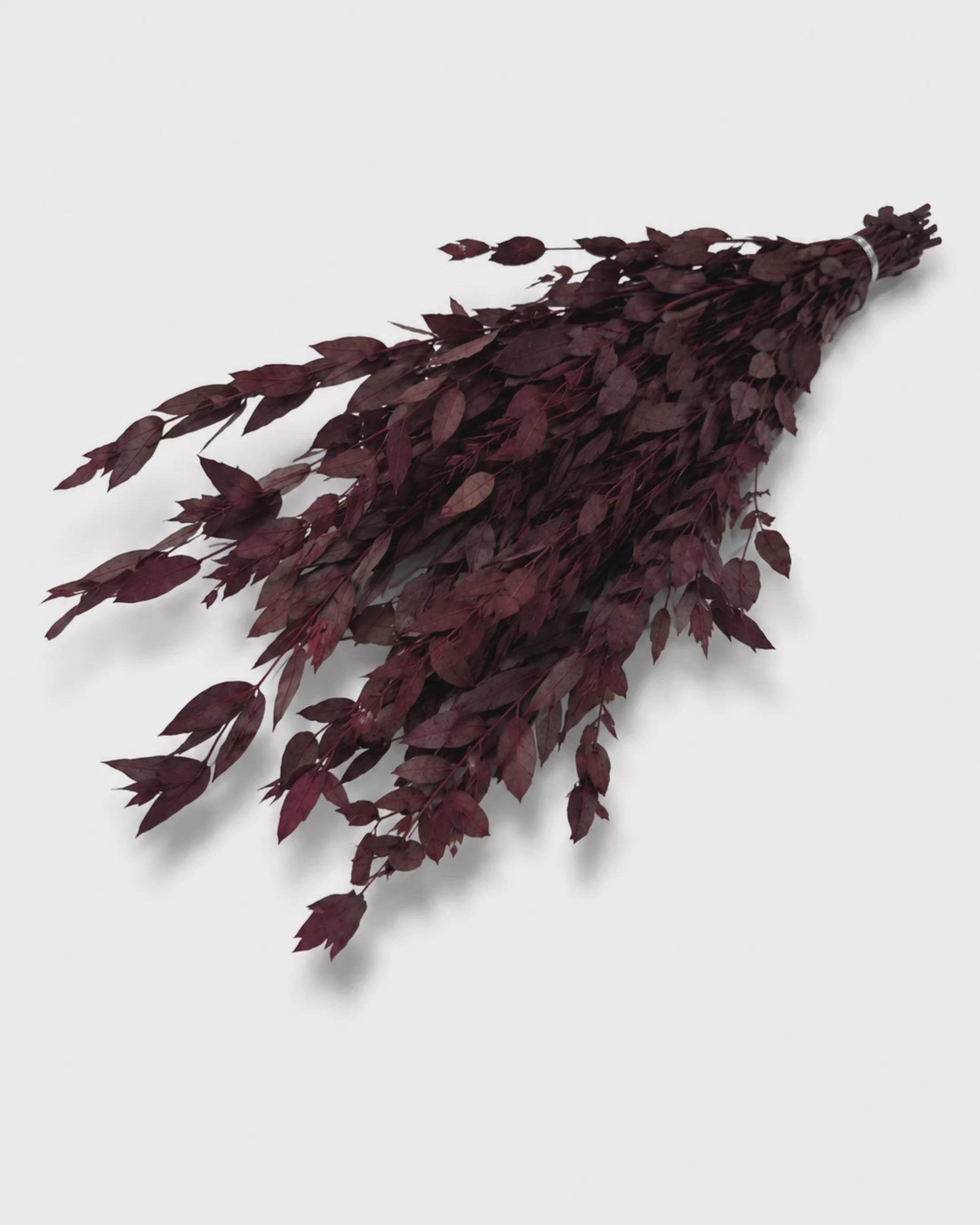 Premium Burgundy Preserved Eucalyptus Bundle