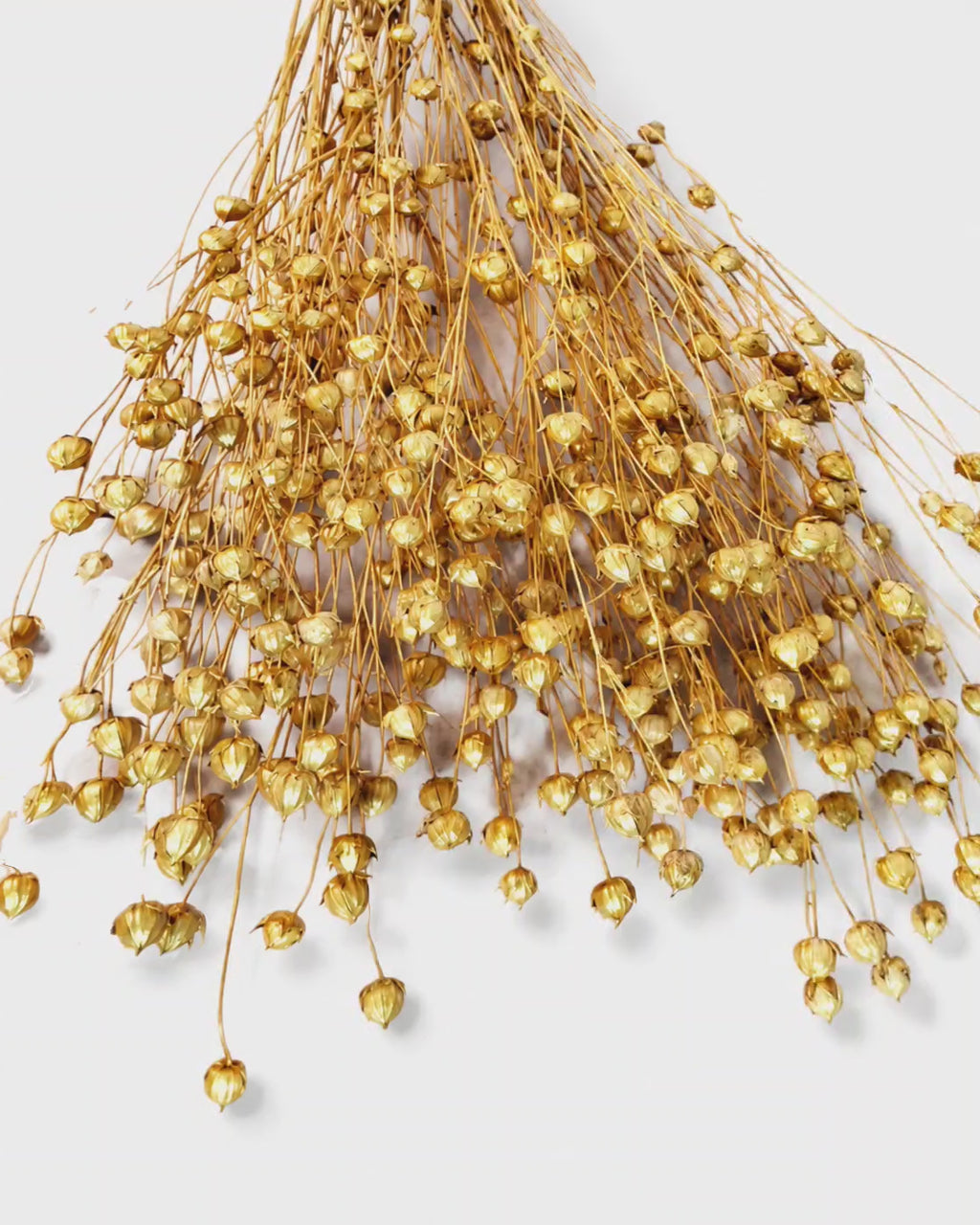 Gold Dried Flax Stems