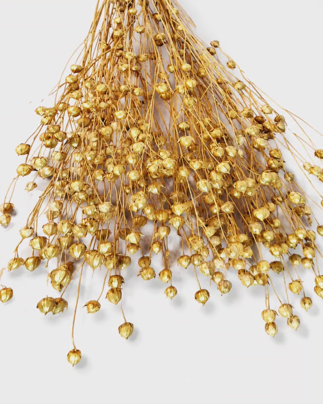 Gold Dried Flax Stems