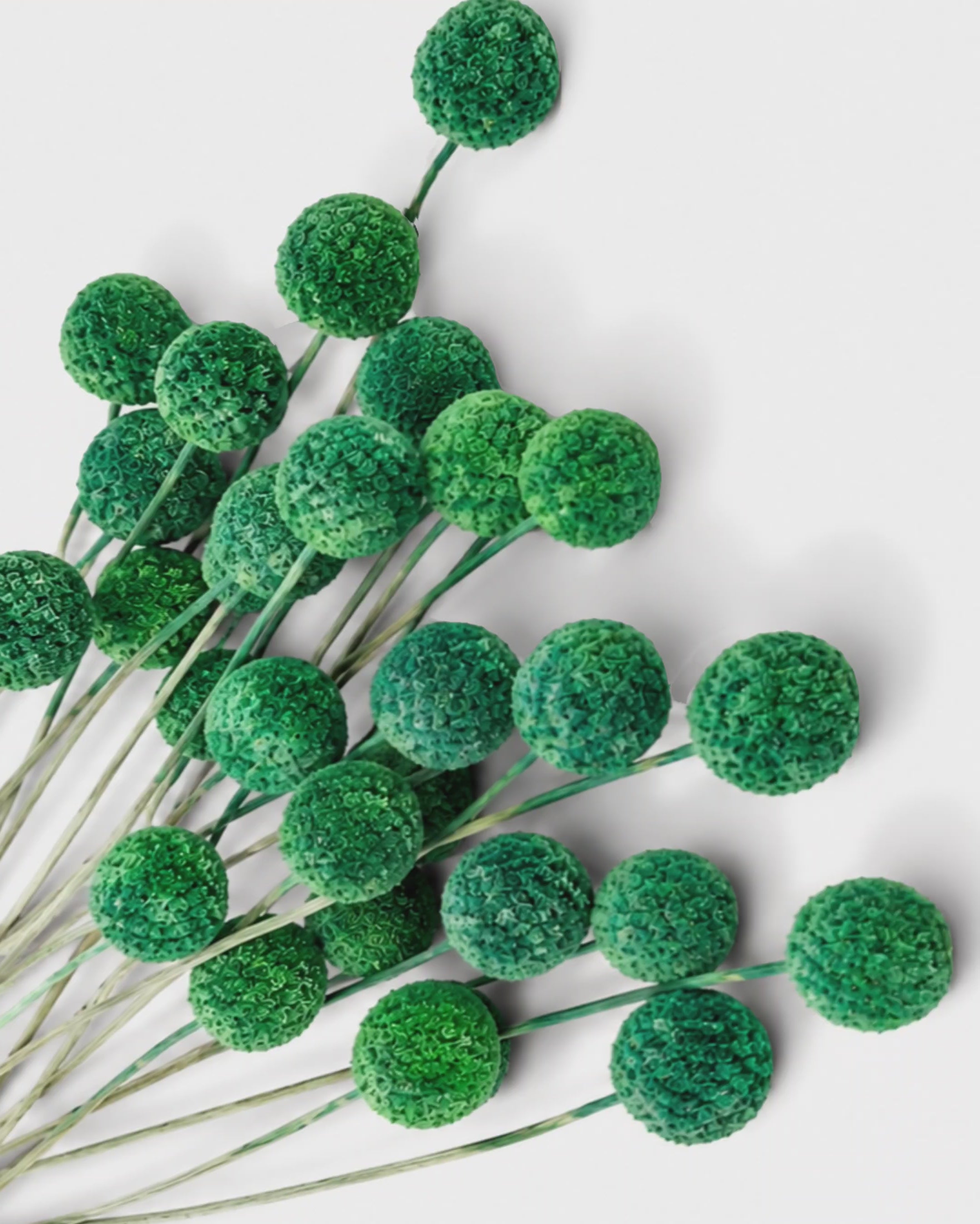 Dark Green Craspedia Stems