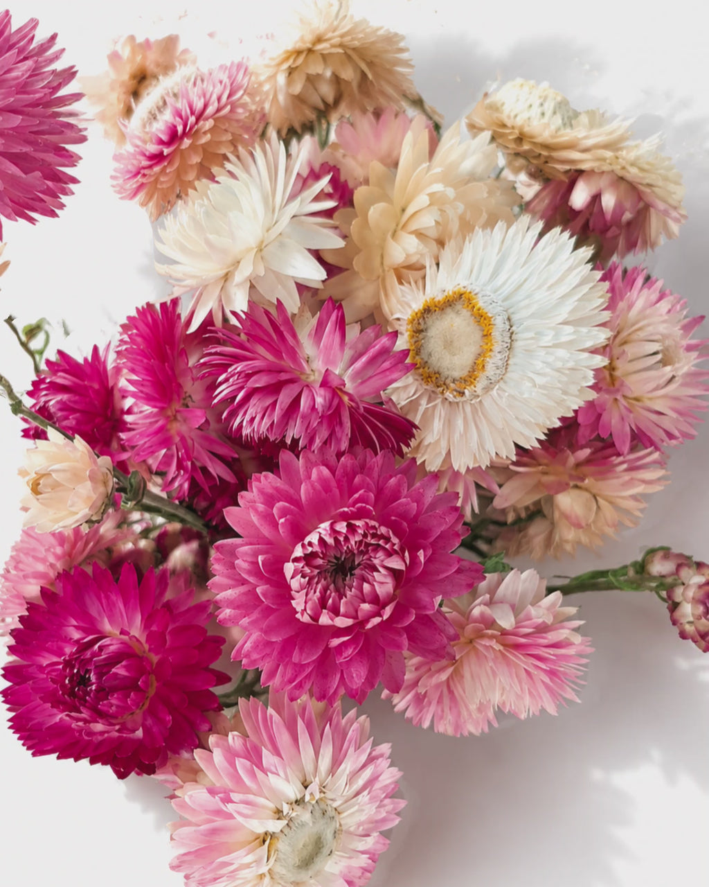 Pink & Cream Helichrysum Bunch, Dried Strawflower Stems