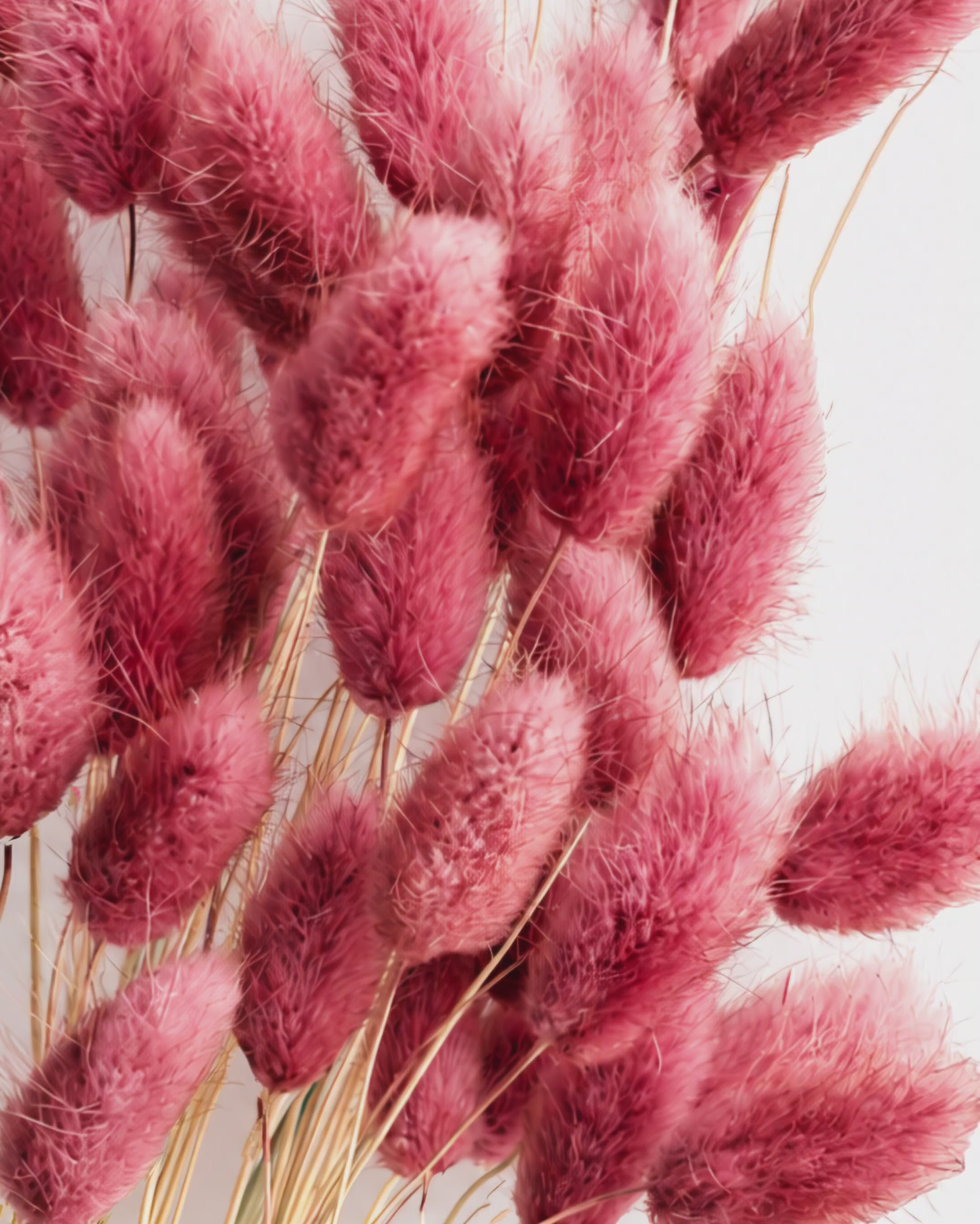 Soft Pink Bunny Tail Grass