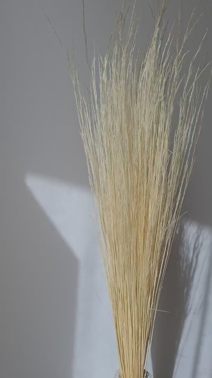 Dried Pony Grass Bundle 60 cm | Natural Beige Pampas Style | Neutral Dried Grass | Florist Supply
