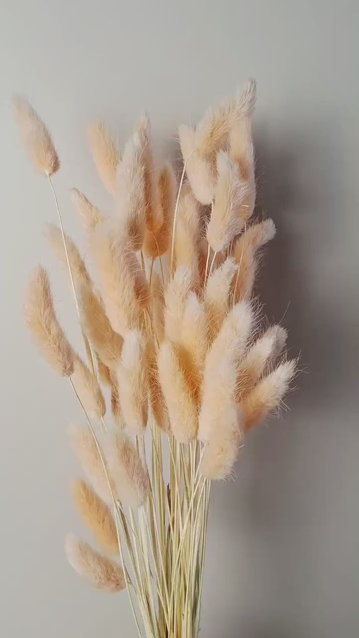 Soft Pink Dried Lagurus Stems | Bunny Tail Grass | Preserved Lagurus Ovatus | Florist Supply | Dried Flower Material | DIY Floral Crafts