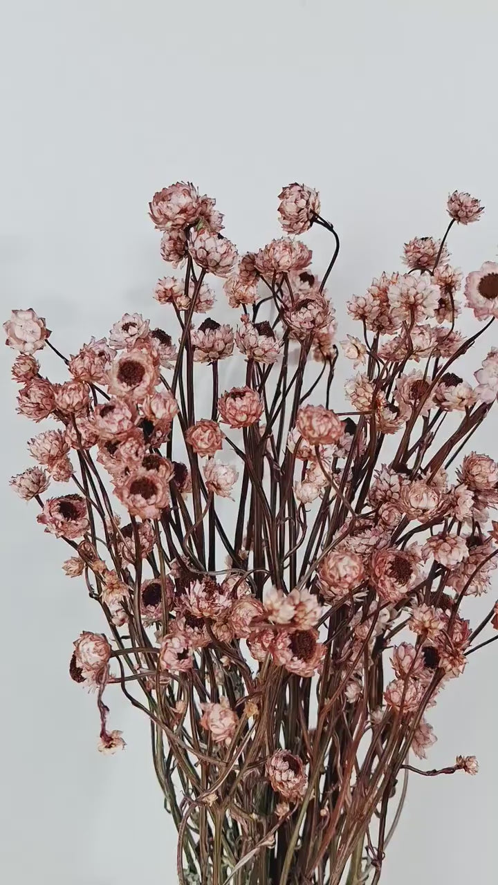 Stabilized Ammobium Stems | Preserved Floral Supply | DIY Floral Craft | Botanical Stems