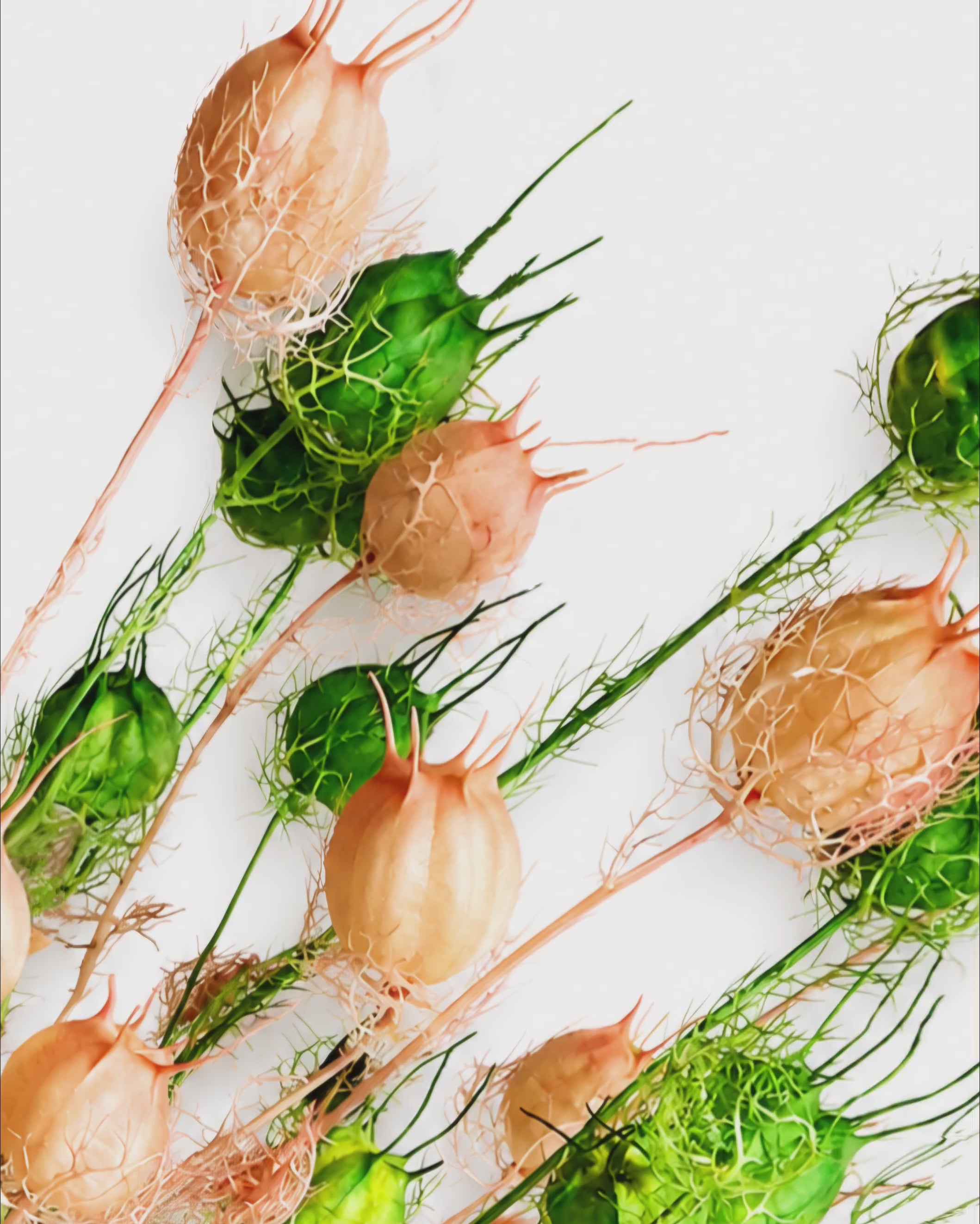 White Pink Nigella Pods