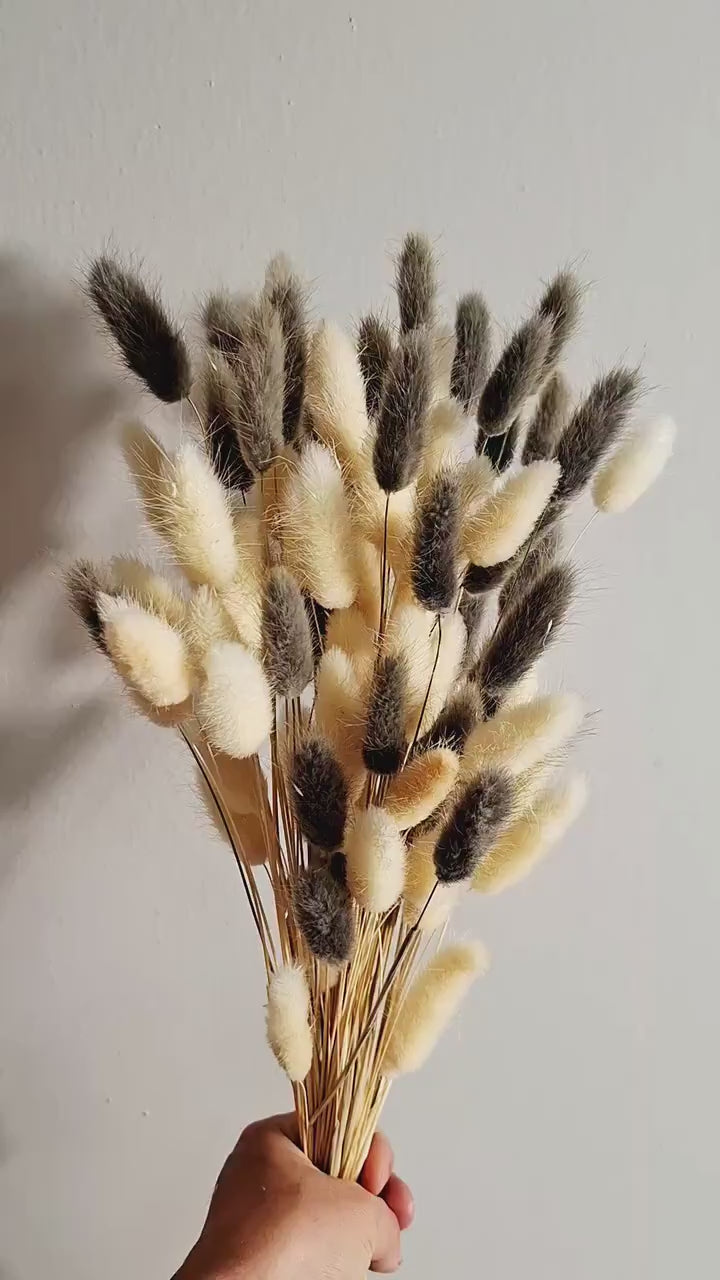 Lagurus Stems Mix | Cream Grey Bunny Tails | Dried Flowers Bulk | Floral Supply | Florist Material | DIY Floral Craft